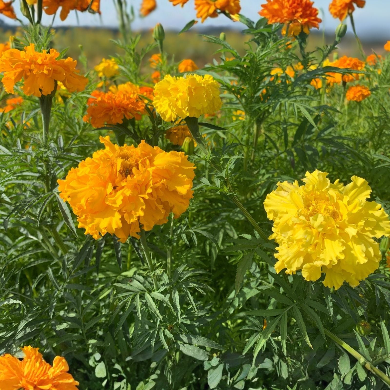 Broccoli Raab Seeds 100 Non-GMO Heirloom Spring Rapini Vegetable Seeds Brassica rapa subsp. rapa for Garden