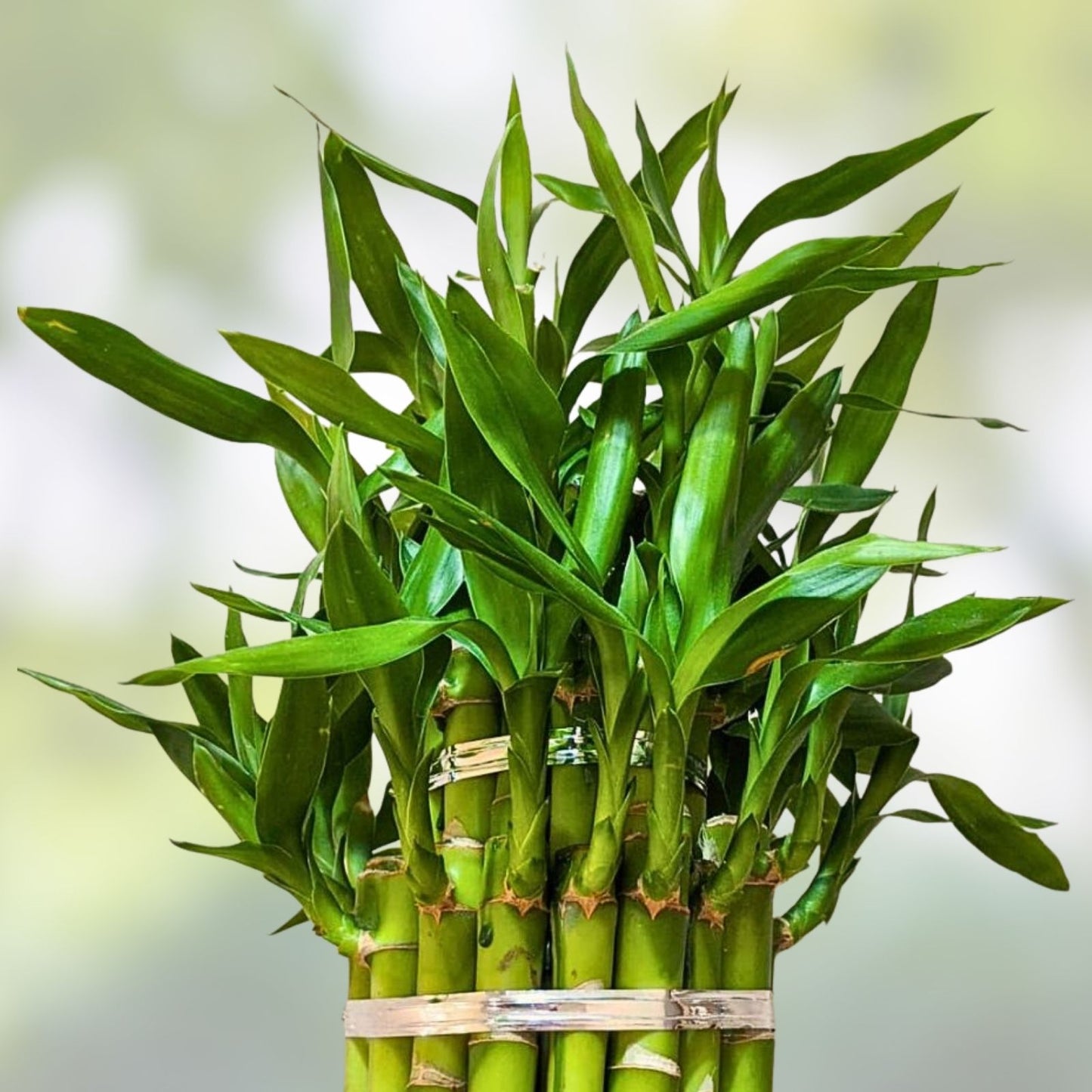 Lucky Bamboo Desk Planter with Panda | Thick Trunk Brazil Willow Indoor Plant for Office Decor | Dracaena sanderiana