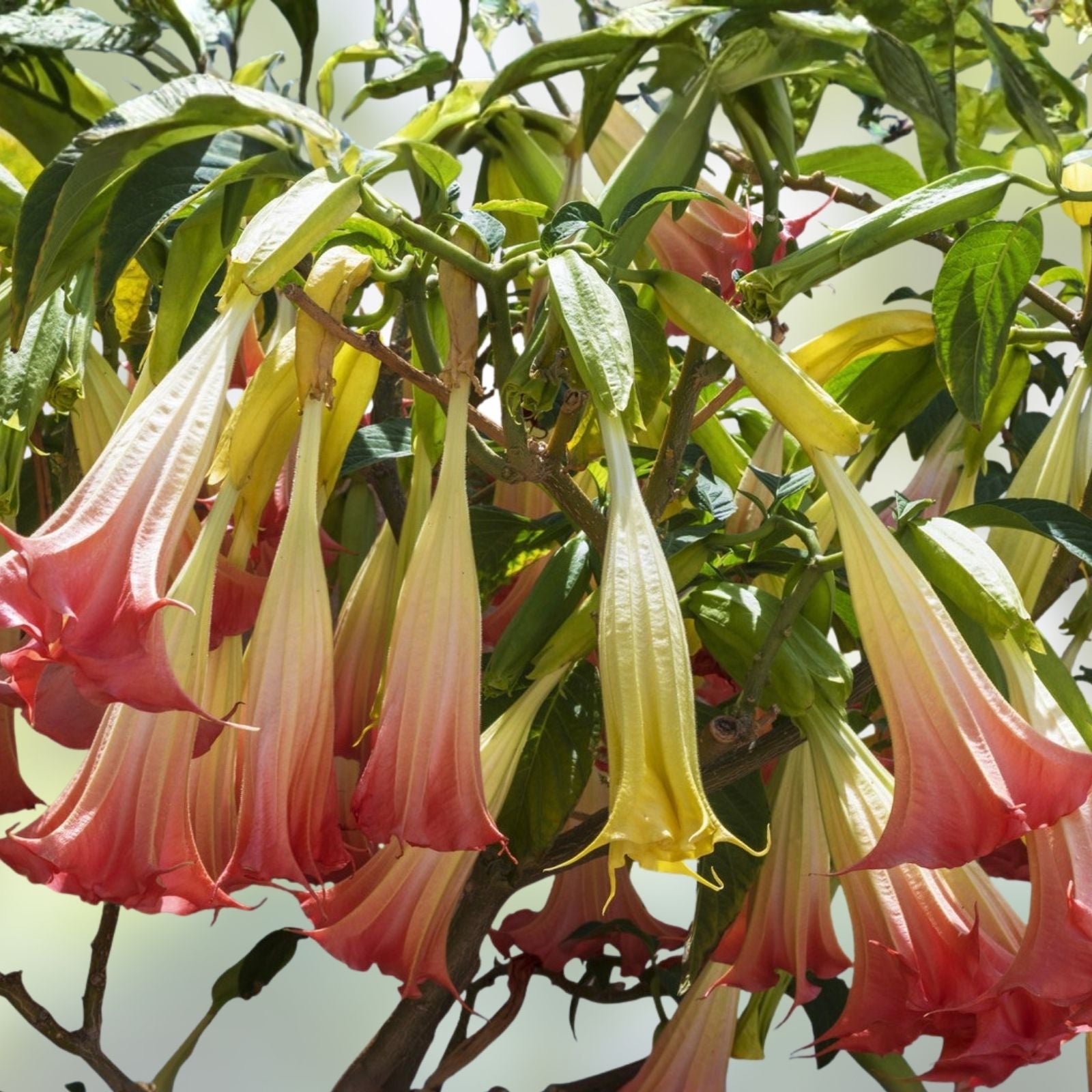 Brugmansia Suaveolens Seeds 10 Pack Pink Angel's Trumpet Rose Flower Tropical Perennial Plant