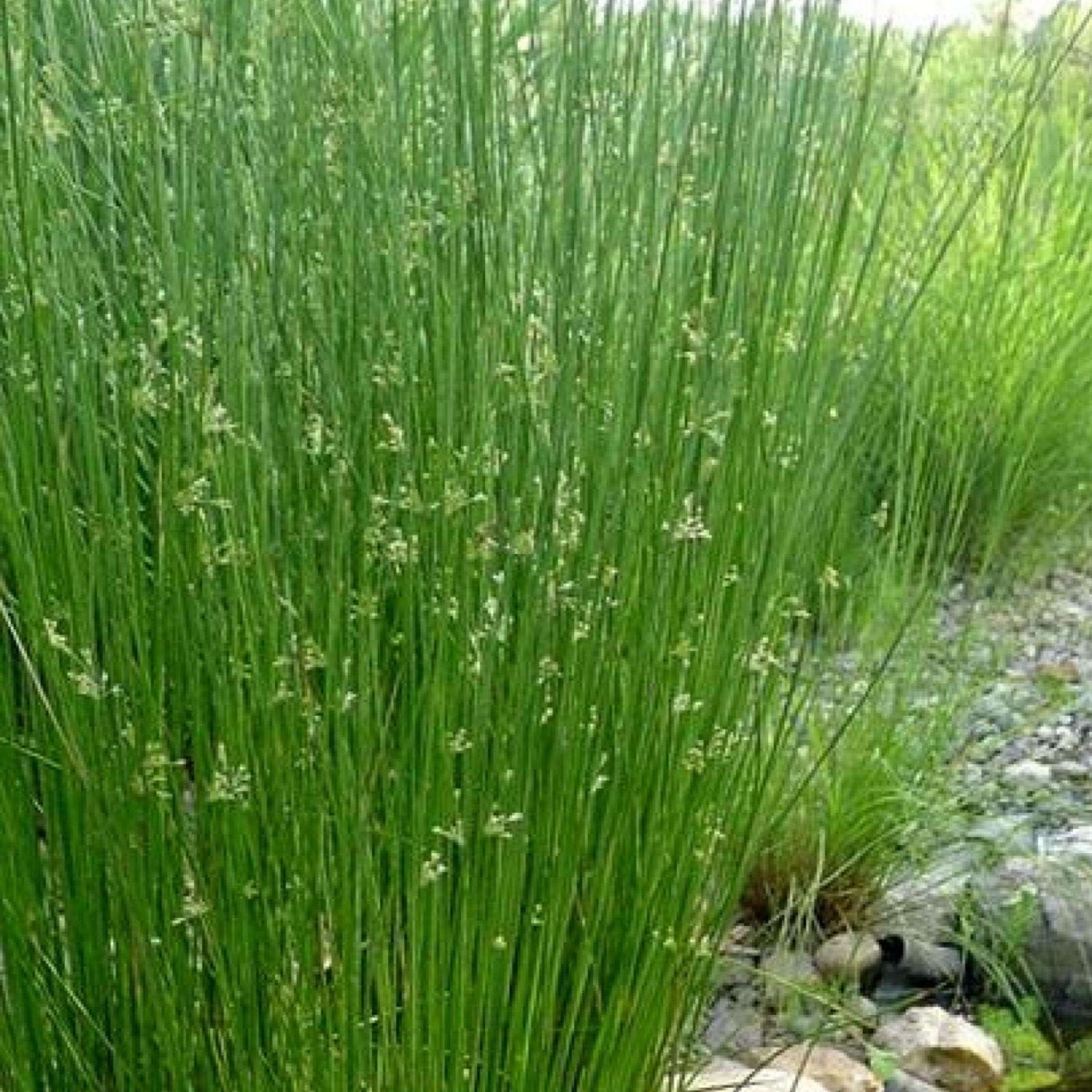 Big Twister Rush Live Starter Plant - Juncus effusus 'Big Twister' - Ornamental Aquatic Grass for Gardens
