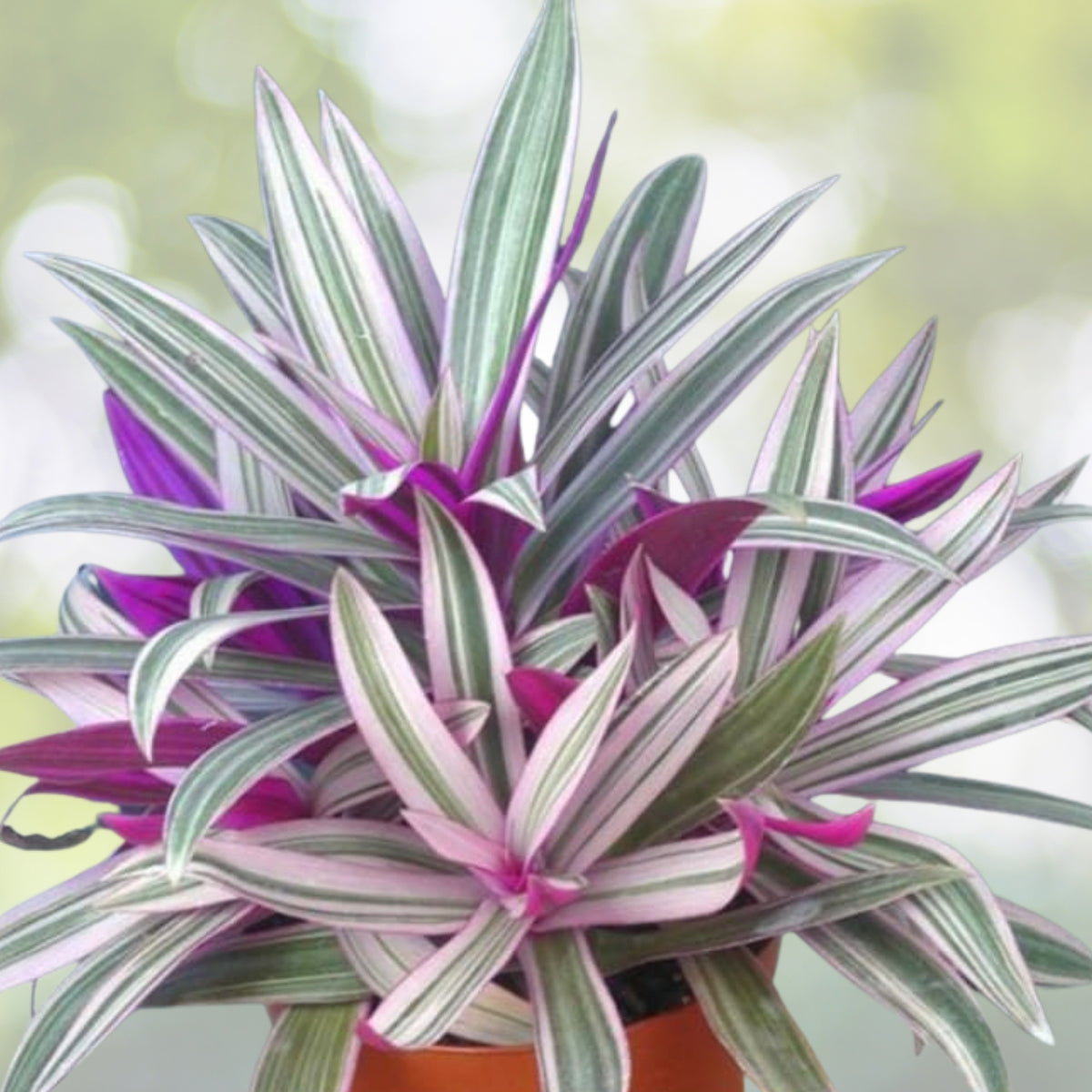 Cristata Tradescantia 5in Pot - Vibrant Purple Spiderwort Plant - Tradescantia Crassula - Easy Care Indoor Plant