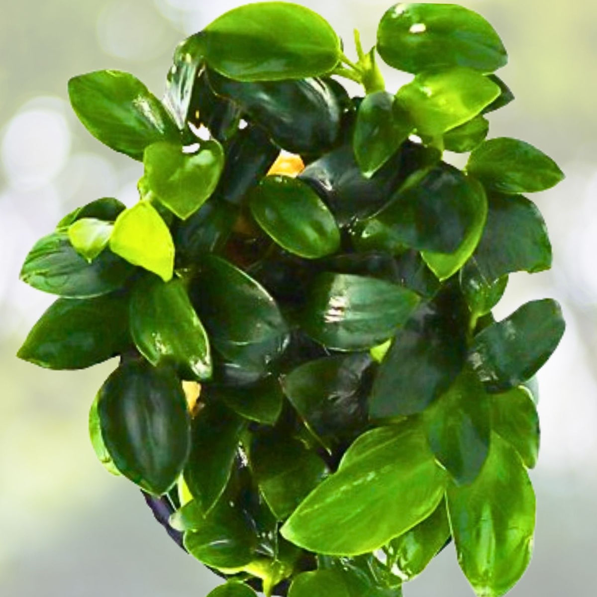 Anubias Nana Petite Live Aquarium Plant - Easy Care Aquatic Plant for Freshwater Tanks (Anubias barteri var. nana)