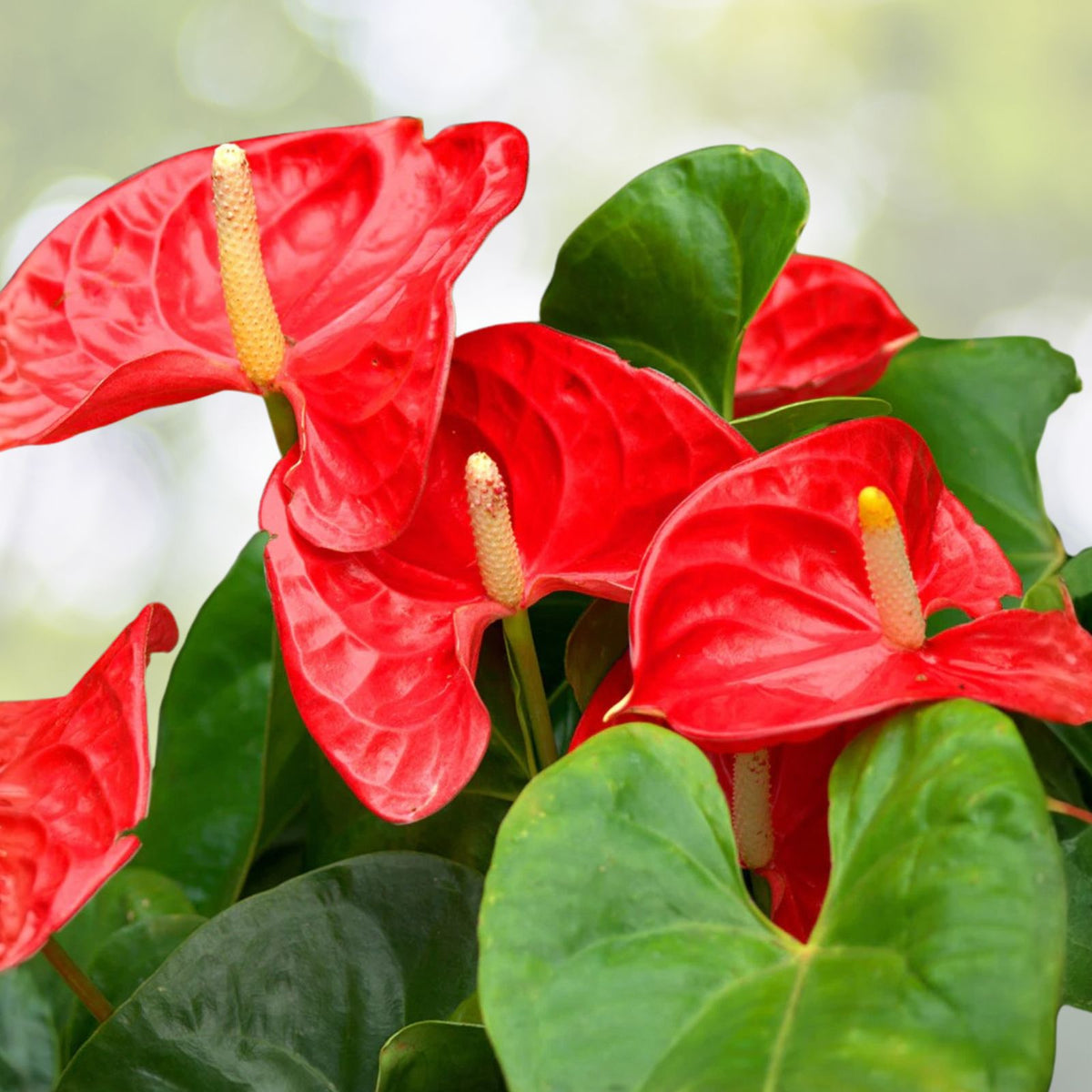 Anthurium Red Heart Plant - 3 Inch Pot - Tropical Houseplant - Anthurium andraeanum