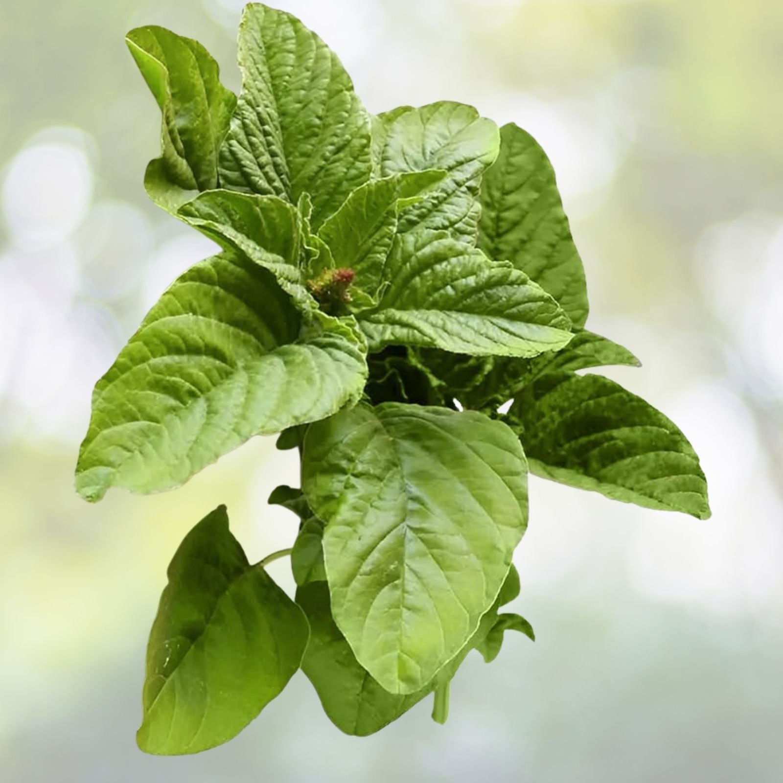Green Amaranth Seeds - 500+ Count, Chinese Spinach Yin Cho, Edible Vegetable, Amaranthus viridis, USA