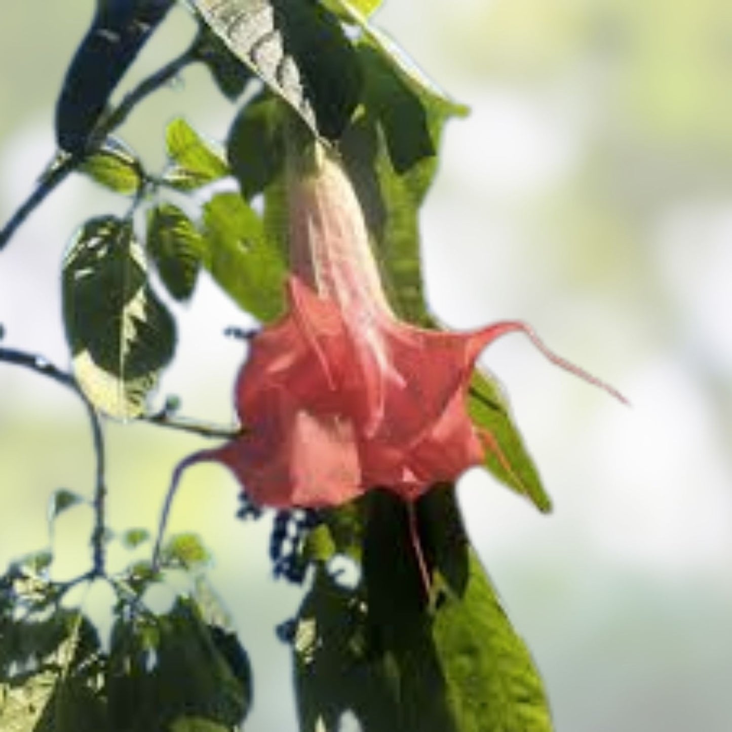 Angel's Trumpet Cuttings - Frosty Pink Brugmansia spp, Rooted & Unrooted Options Available