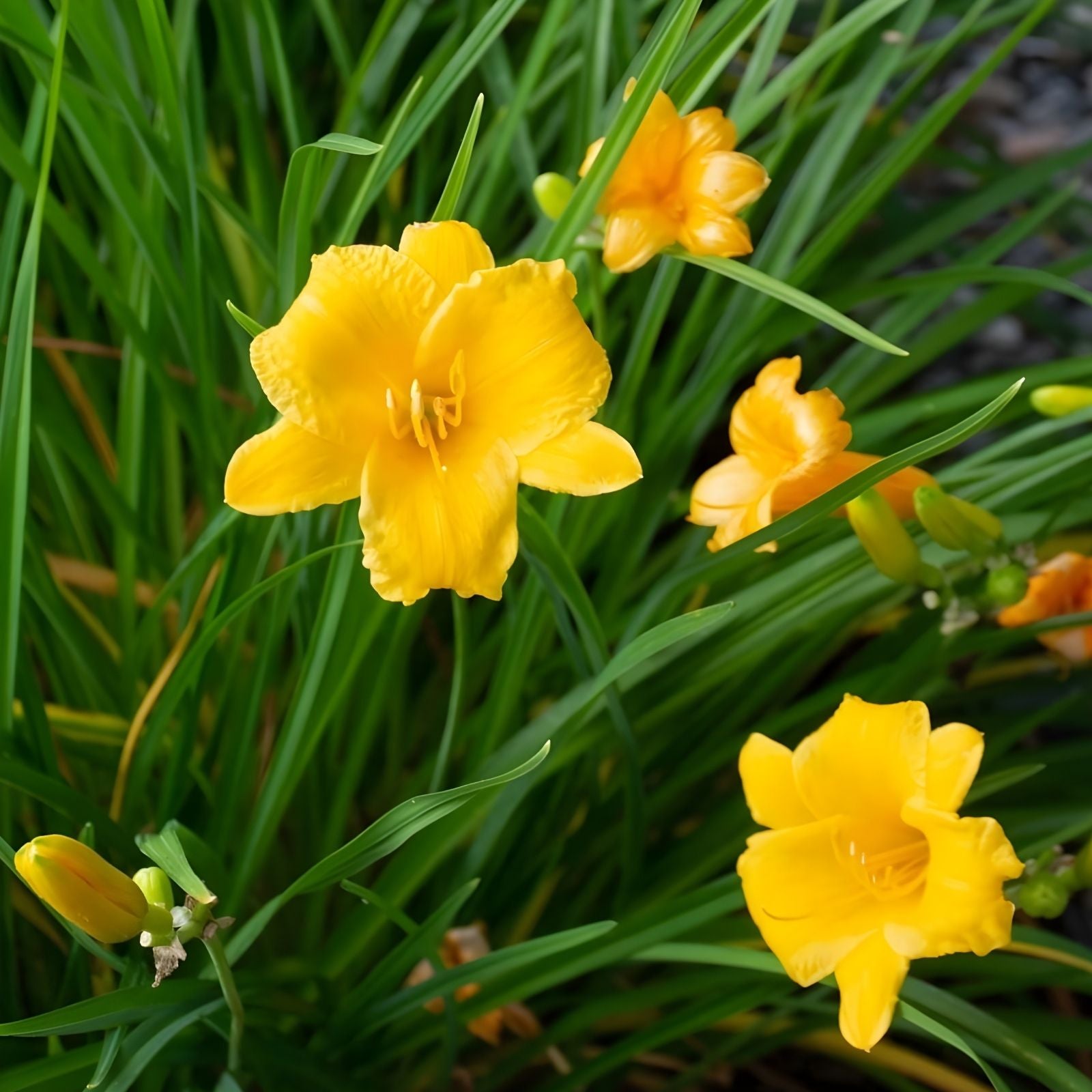 Live Daylily Plant Rooted Flower Bush 6-12" Yellow Stella de Oro Hemerocallis Perennial Garden Plant
