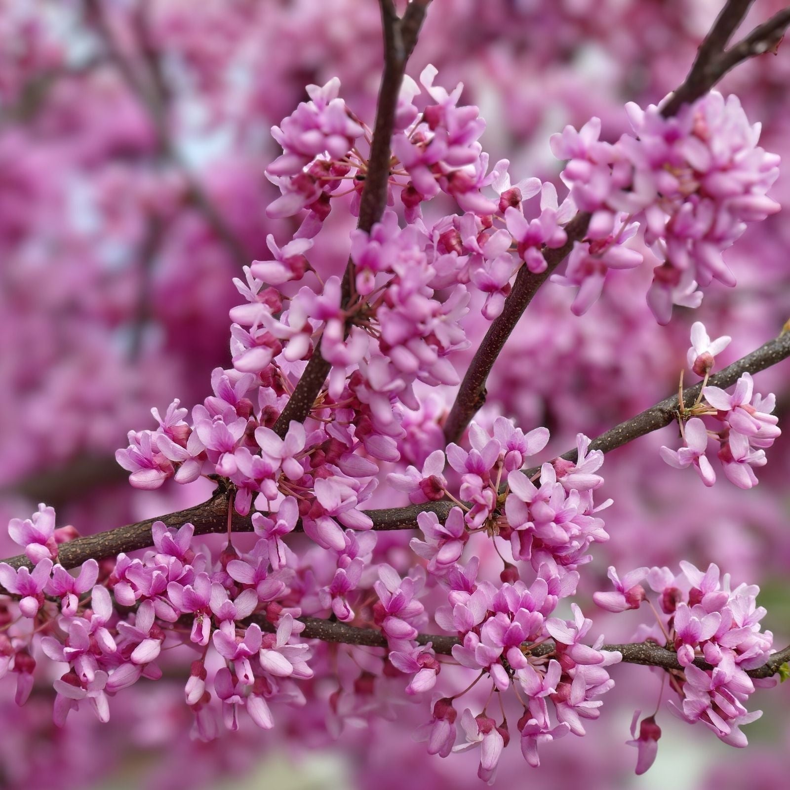 Eastern Redbud Tree 16-24 Inches Pink Flowers Cercis canadensis 1-2 Years Old Ornamental Deciduous Tree