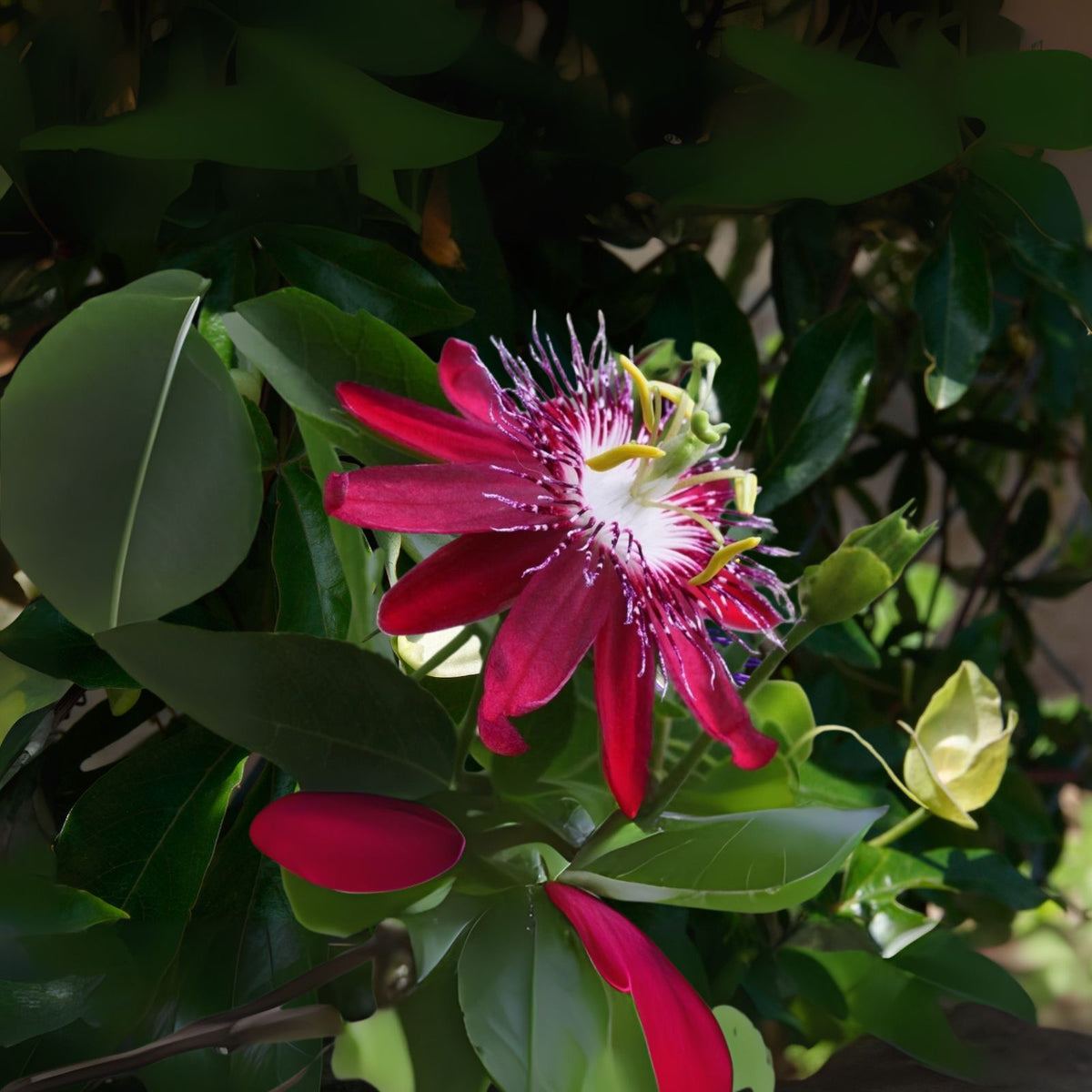 Passiflora-Live-Plant,-6-8-Inch-Lady-Margaret-Flower,-Passionflower-Vine,-Passiflora-'Lady-Margaret'