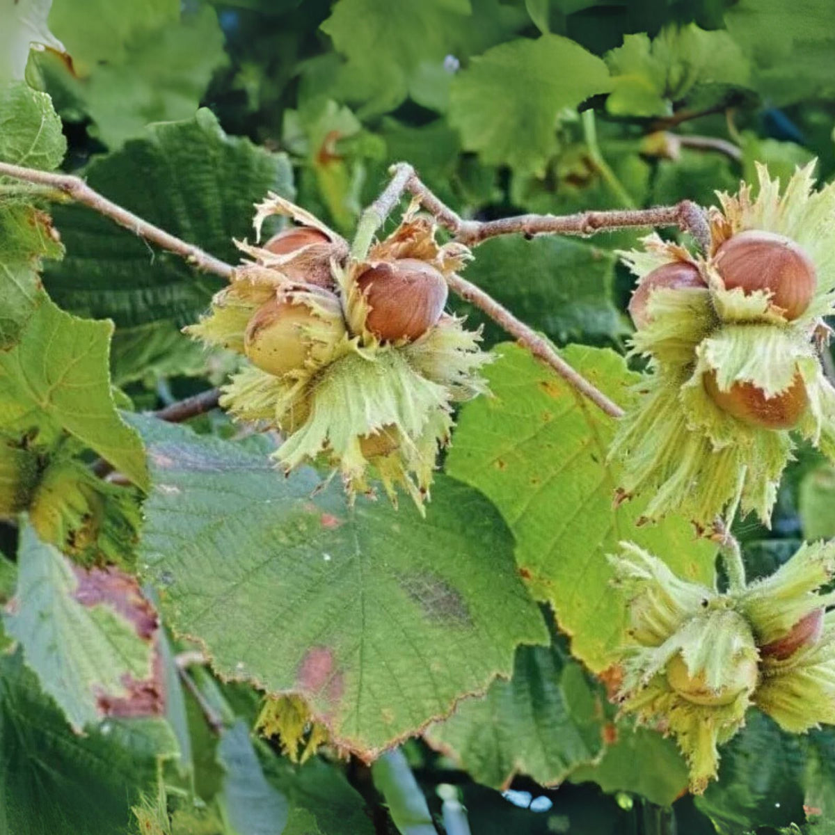American-Hazelnut-Trees-10-12-Inch-Tall-4-Inch-Pot-Corylus-americana