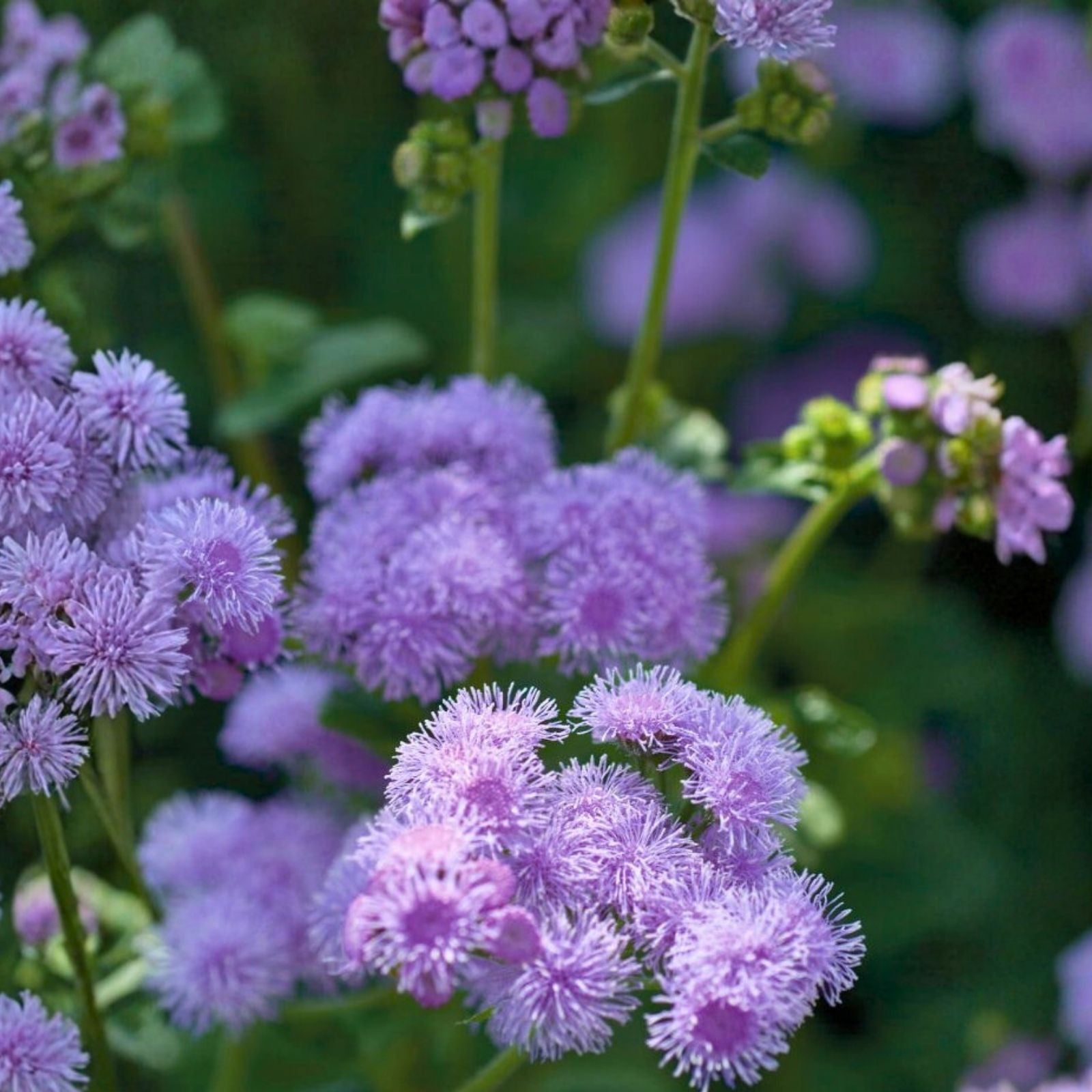 Ageratum Seeds 150 Count Blue Horizon Annual Flower Seeds for Garden Ageratum houstonianum