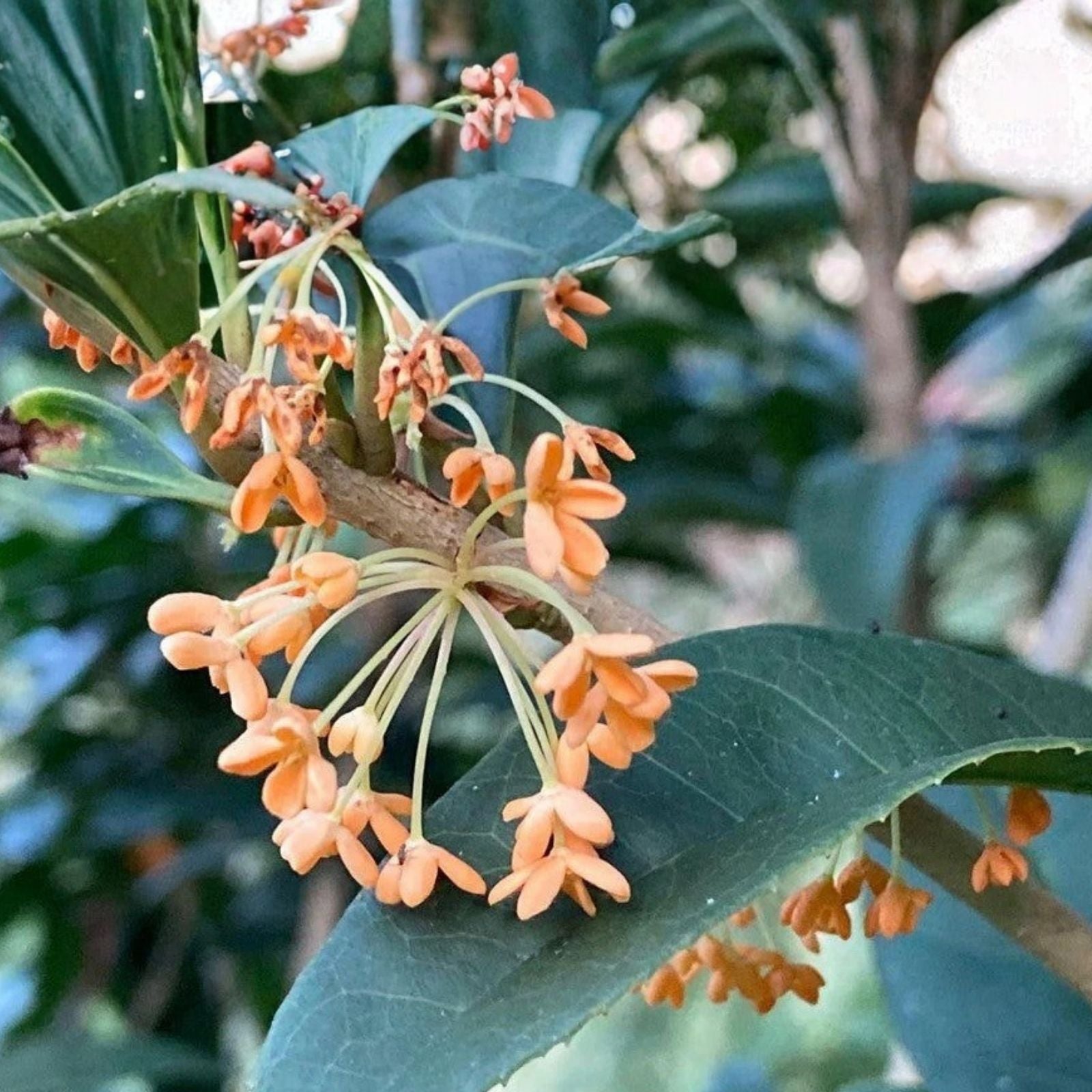 Apricot Echo Sweet Olive Plant - Fragrant Tea Olive - Osmanthus fragrans - Rooted Starter Plant for Garden or Indoor Use
