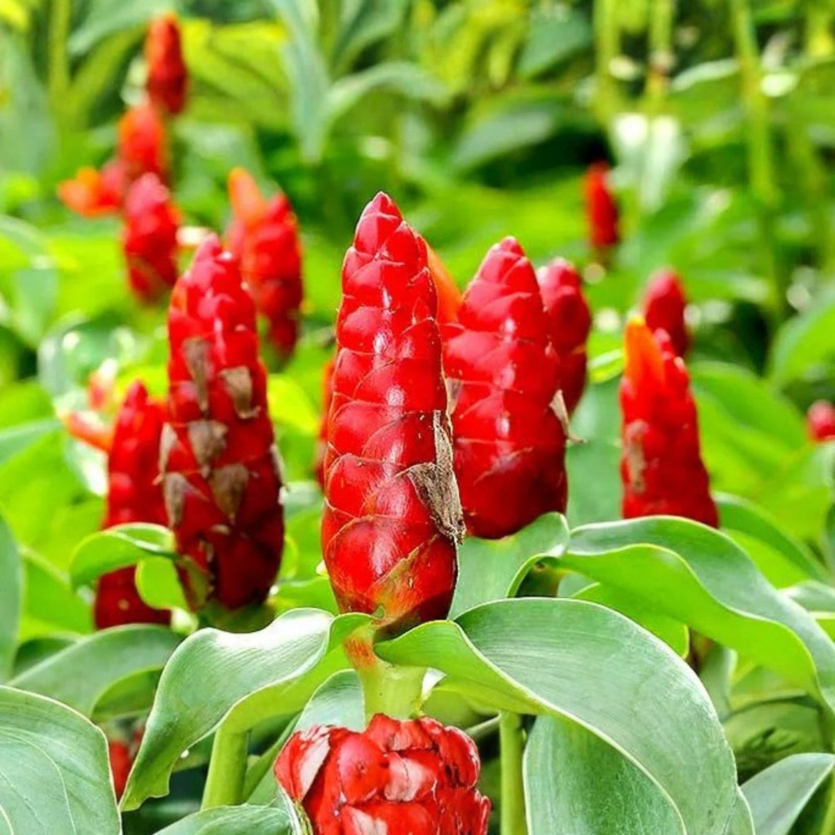 Spiral Ginger Plants - 6-10" Organic Rhizomes - Costus barbatus - 2 Rooted Plants - Tropical Indoor Garden Plant