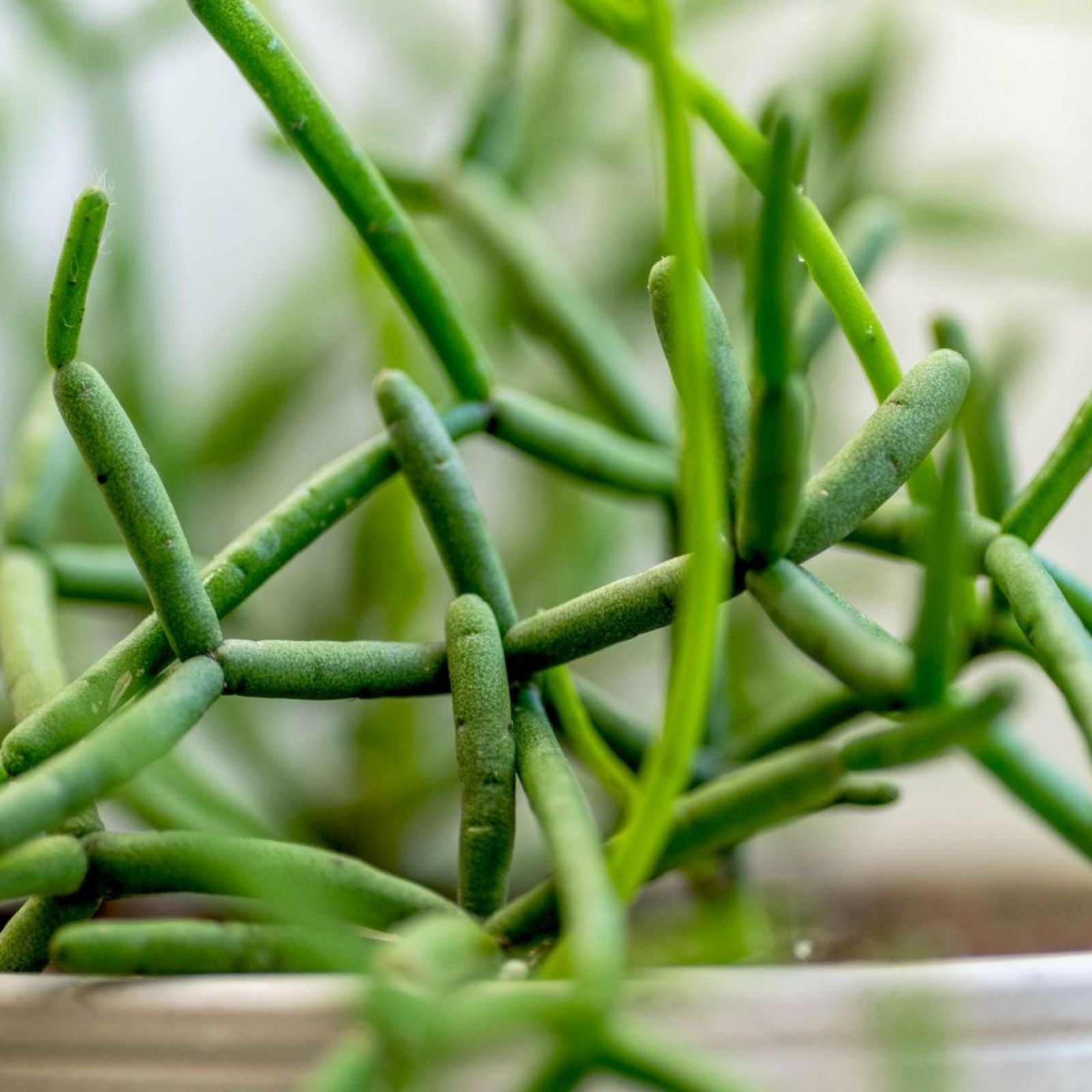 Rhipsalis paradoxa Cuttings - 2 Rooted Succulent Plants - Tropical Indoor Cactus Variety - Easy Care Houseplant