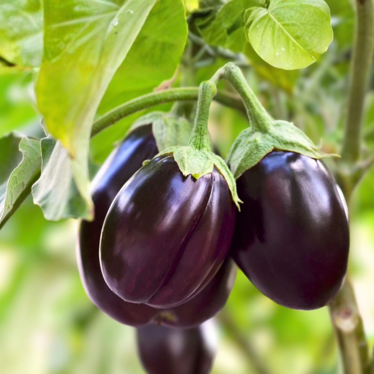 Black Beauty Dwarf Eggplant Seeds - 2-3" Heavy Yield - Solanum melongena - Easy to Grow Vegetable Seeds