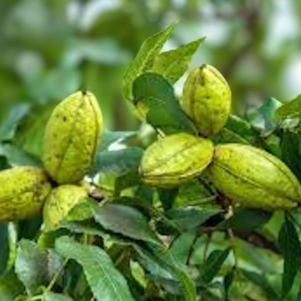 Hardy Pecan Tree 12-24in Bare Root Carya illinoinensis Edible Nuts North American Native