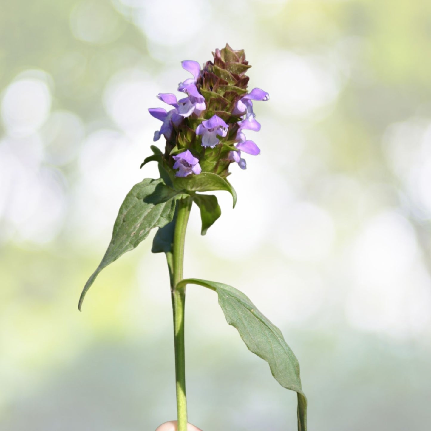 200 Bulk Medicinal Herb Seeds - Self-Heal, All-Heal (Prunella Vulgaris) - Heal All Variety for Natural Remedies