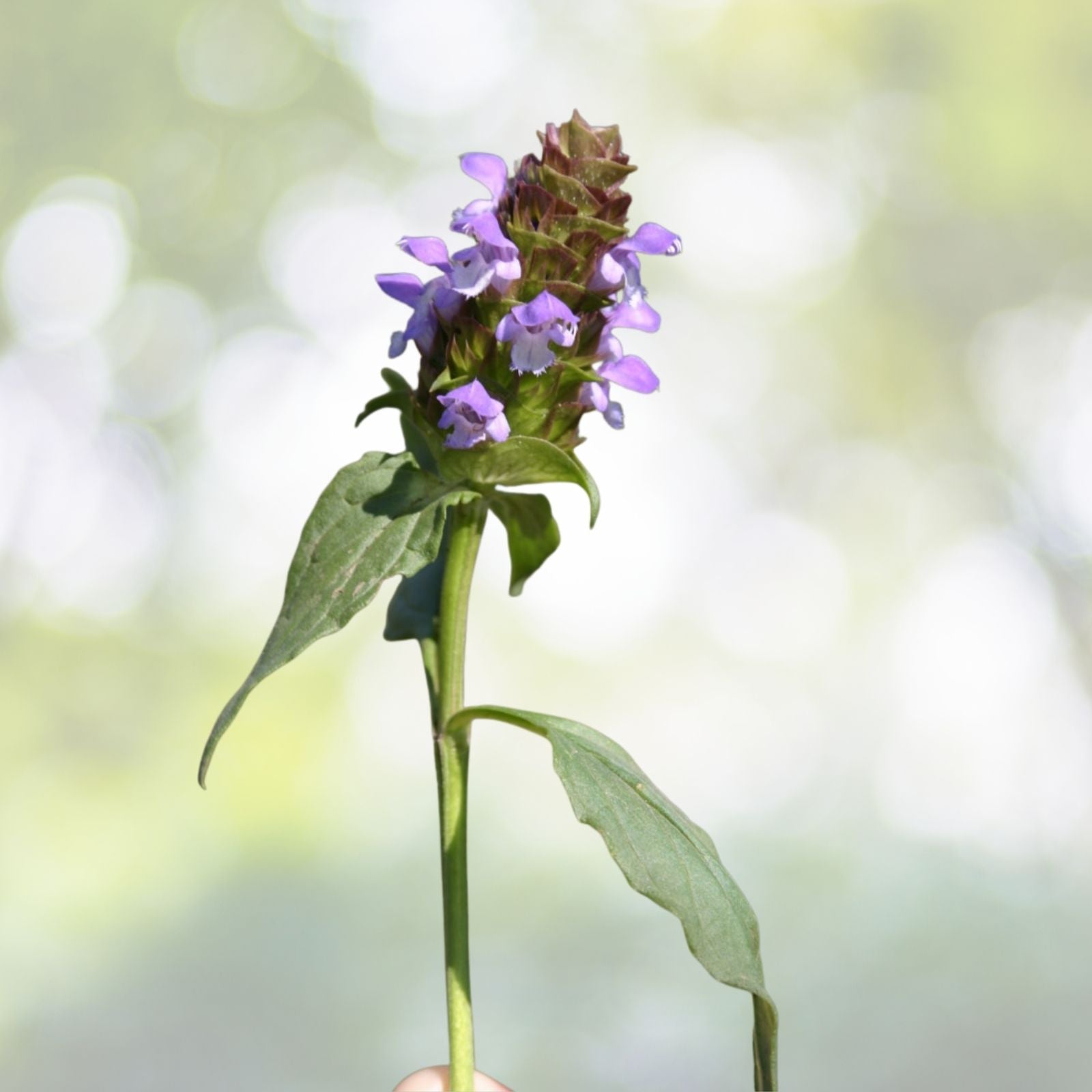 200 Bulk Medicinal Herb Seeds - Self-Heal, All-Heal (Prunella Vulgaris) - Heal All Variety for Natural Remedies