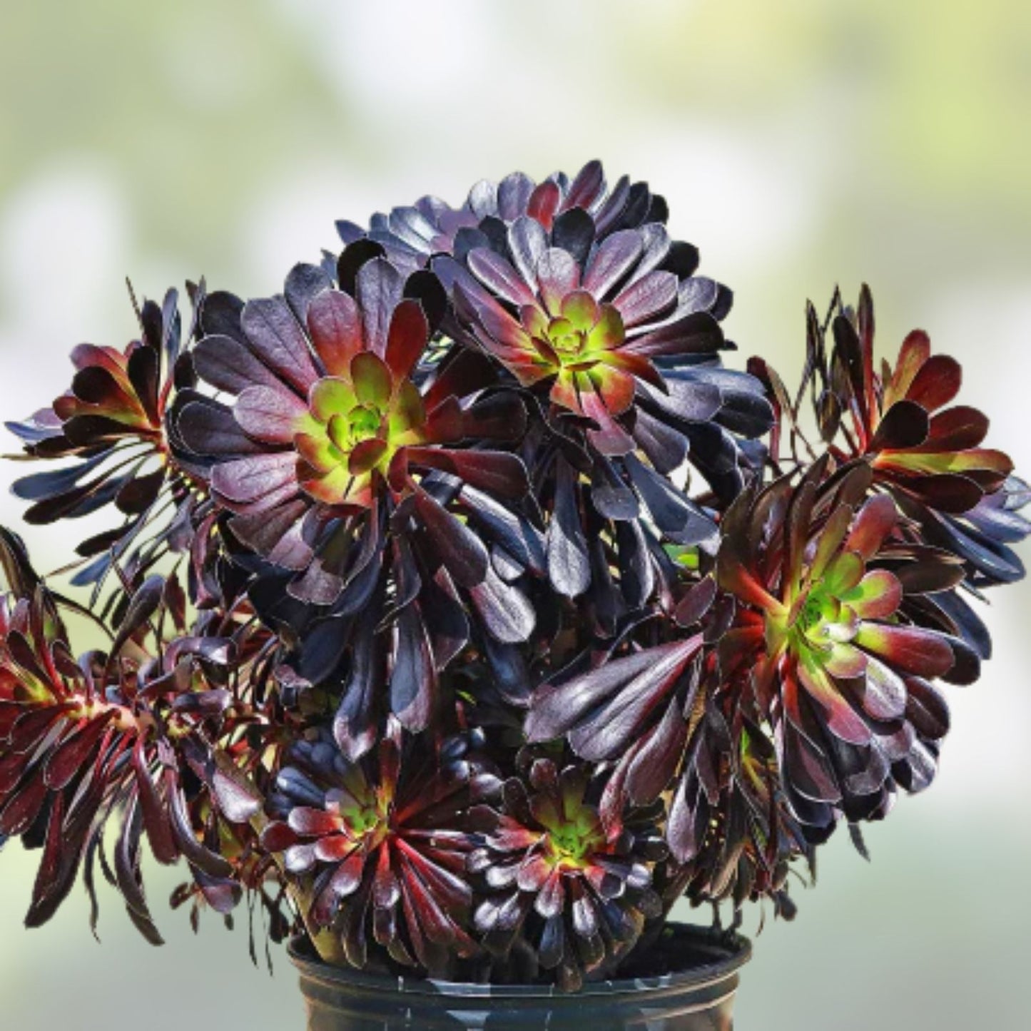 Aeonium Succulent Cuttings - Varied Colors - Easy to Grow Indoor or Outdoor Plant - Aeonium spp.