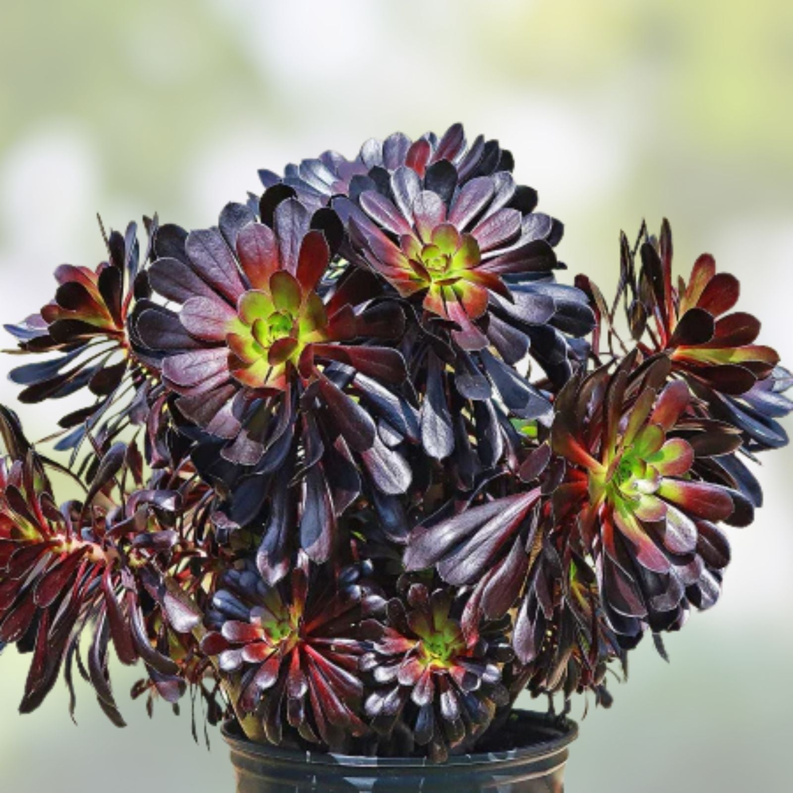 Aeonium Succulent Cuttings - Varied Colors - Easy to Grow Indoor or Outdoor Plant - Aeonium spp.