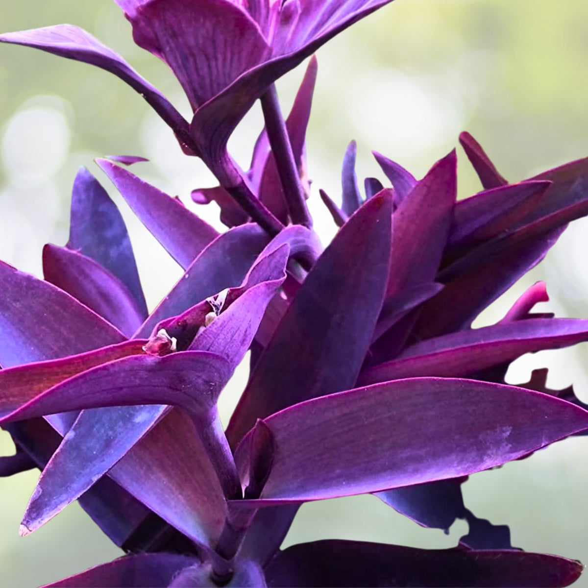 Purple Wandering Jew Live Plant 4" Pot - Tradescantia zebrina - Indoor Houseplant - Trailing Vine - Easy Care