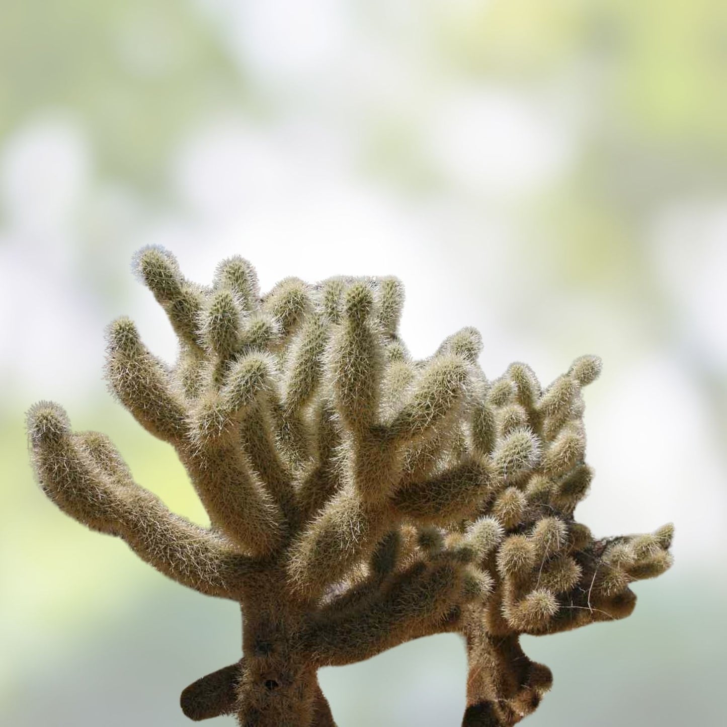 Red Teddy Bear Cholla Cactus Cuttings Segments - Cylindropuntia campii - Drought-Resistant Succulent Plant