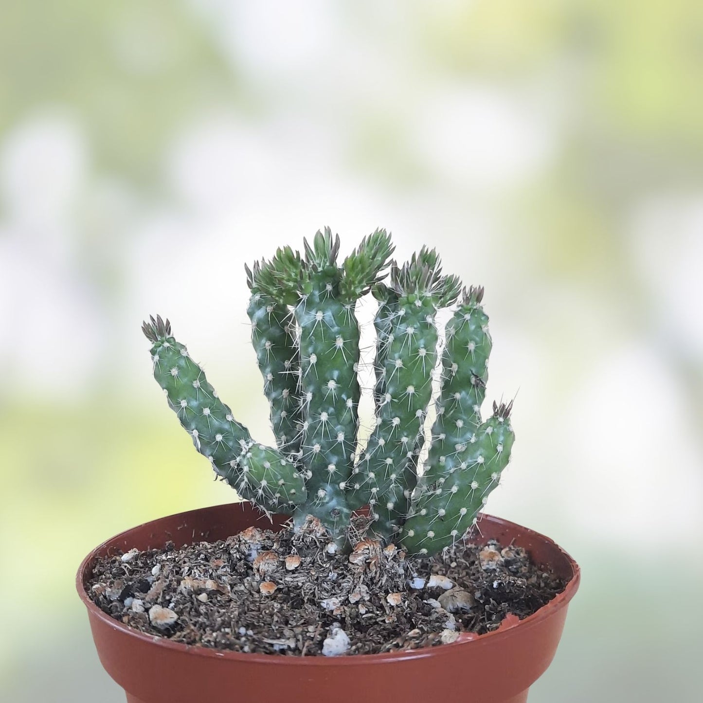 Cylindropuntia Imbricata Cuttings 12 Pack | Tree Cholla Succulent Cactus for Gardens & Landscaping
