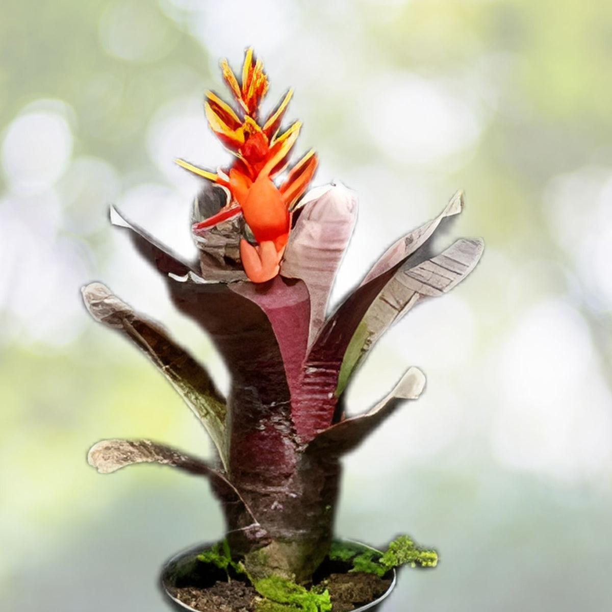 Bromeliad Plant 6" Pot Vriesea Bon Fire Bright Green Foliage Vriesea philippo-coburgii Indoor Container Decor