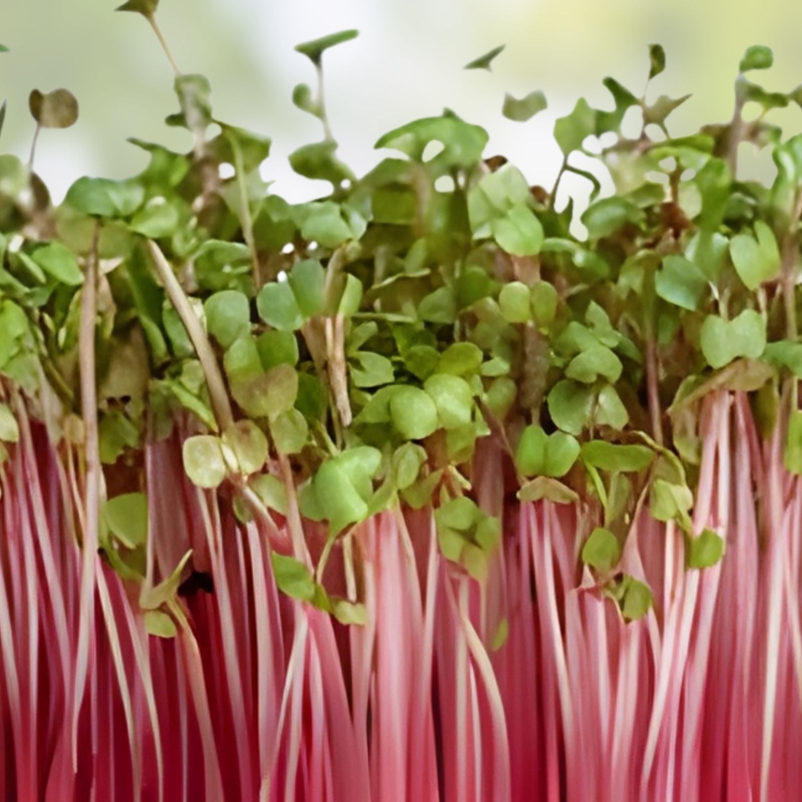 Radish Sprout Seeds 250 Count – Tasty, Delicious Microgreens – Raphanus sativus Organic Seed Pack