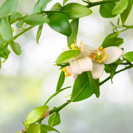2 Gallon Pink Finger Lime Tree - Citrus australasica - Edible Fruit Plant for Home Garden