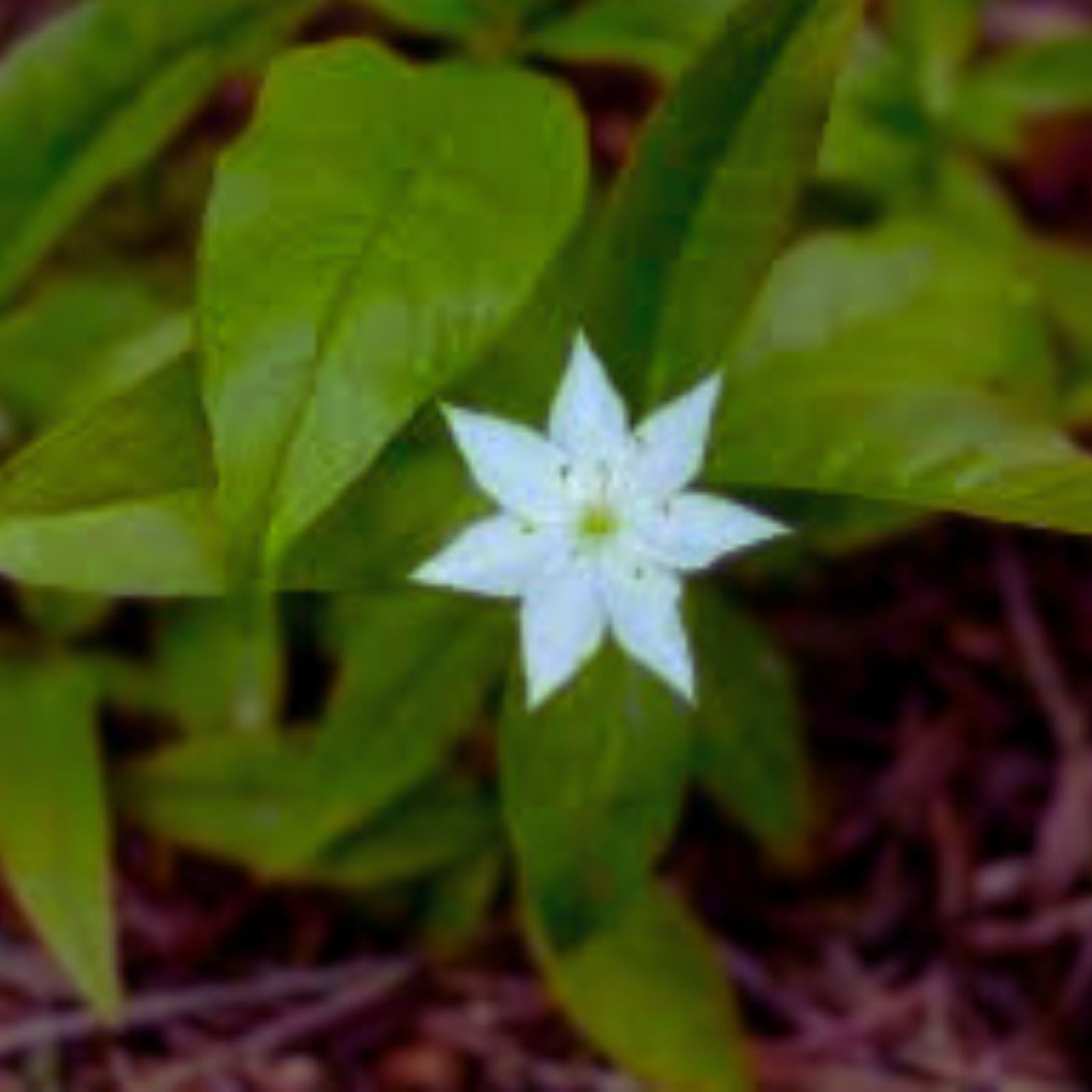 Starflower Seeds – 10 Rare Trientalis borealis Seeds for Planting – Native Wildflower from Iowa, USA