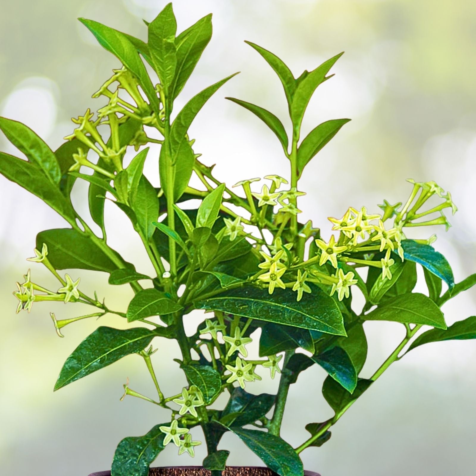 Night Blooming Jasmine Cuttings 10-Pack, Very Fragrant Cestrum Nocturnum, Green Tips for Propagation