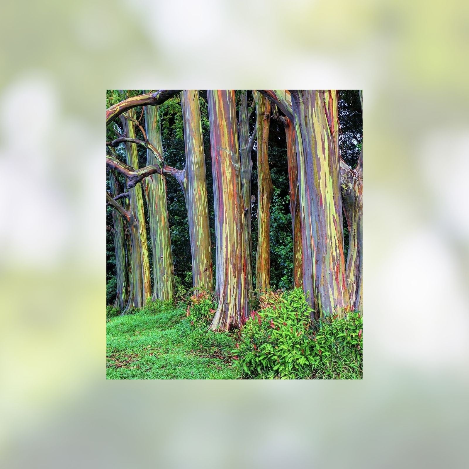 Rainbow Eucalyptus Tree Seeds - 50 Seeds - Vibrant Colored Bark - Eucalyptus deglupta - Tropical Ornamental Tree Seeds