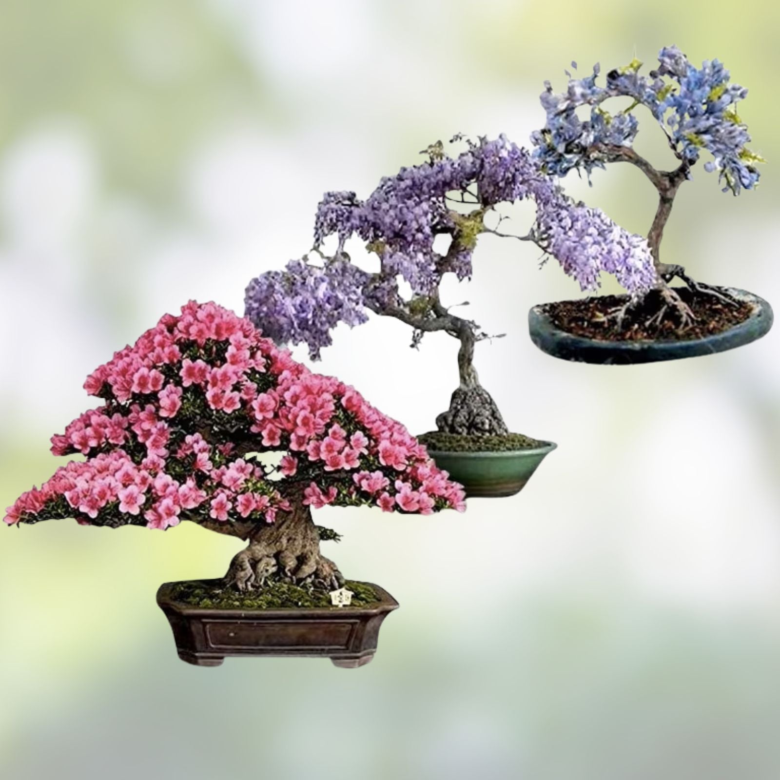 Flowering Bonsai Tree Seeds Bundle – 3 Varieties, Vibrant Colors, Indoor Outdoor Gardening, Live Plant, Starter Seeds