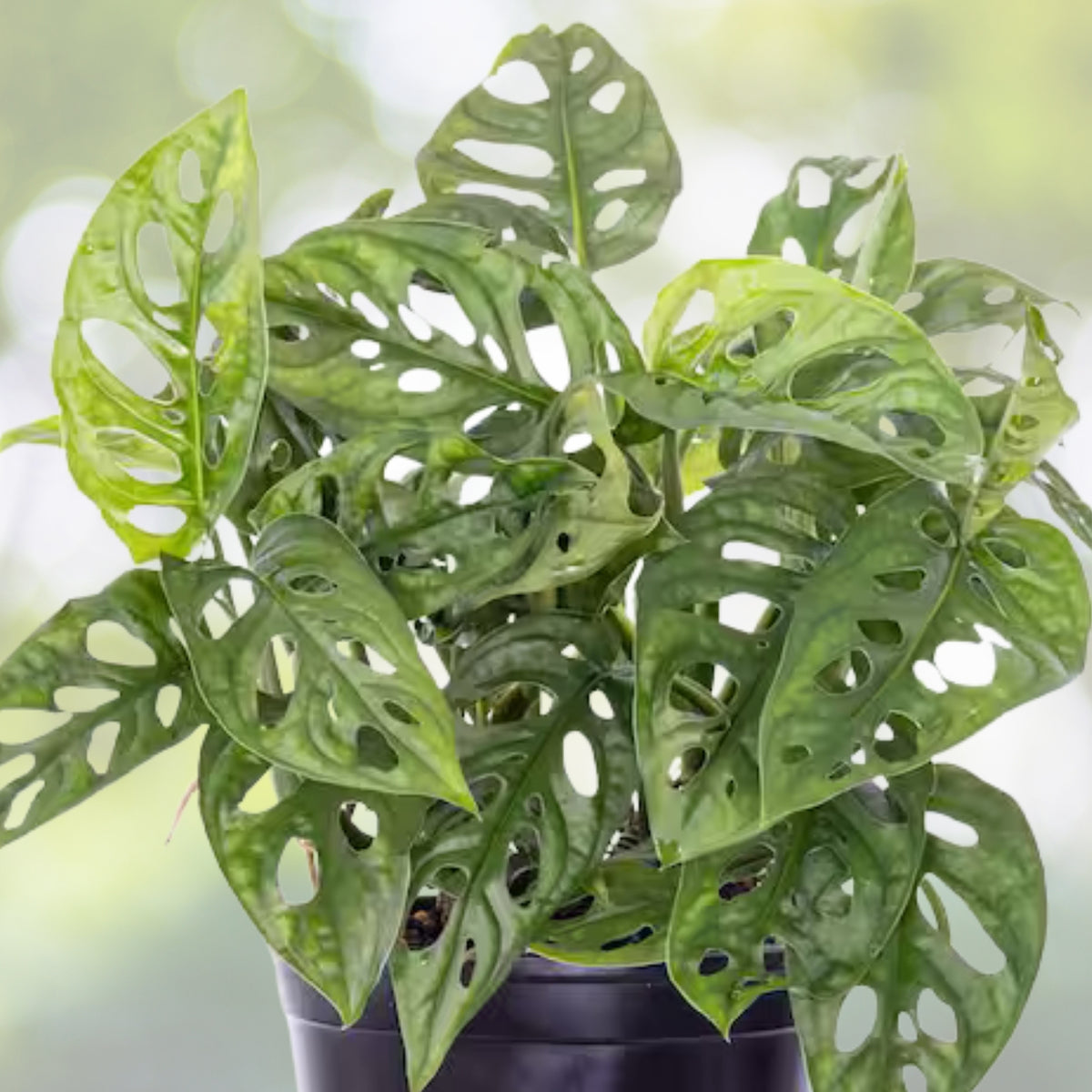 Monstera Adansonii Plant 6in Hanging Basket | Rare Narrow Leaf Swiss Cheese Houseplant | Monstera Adansonii