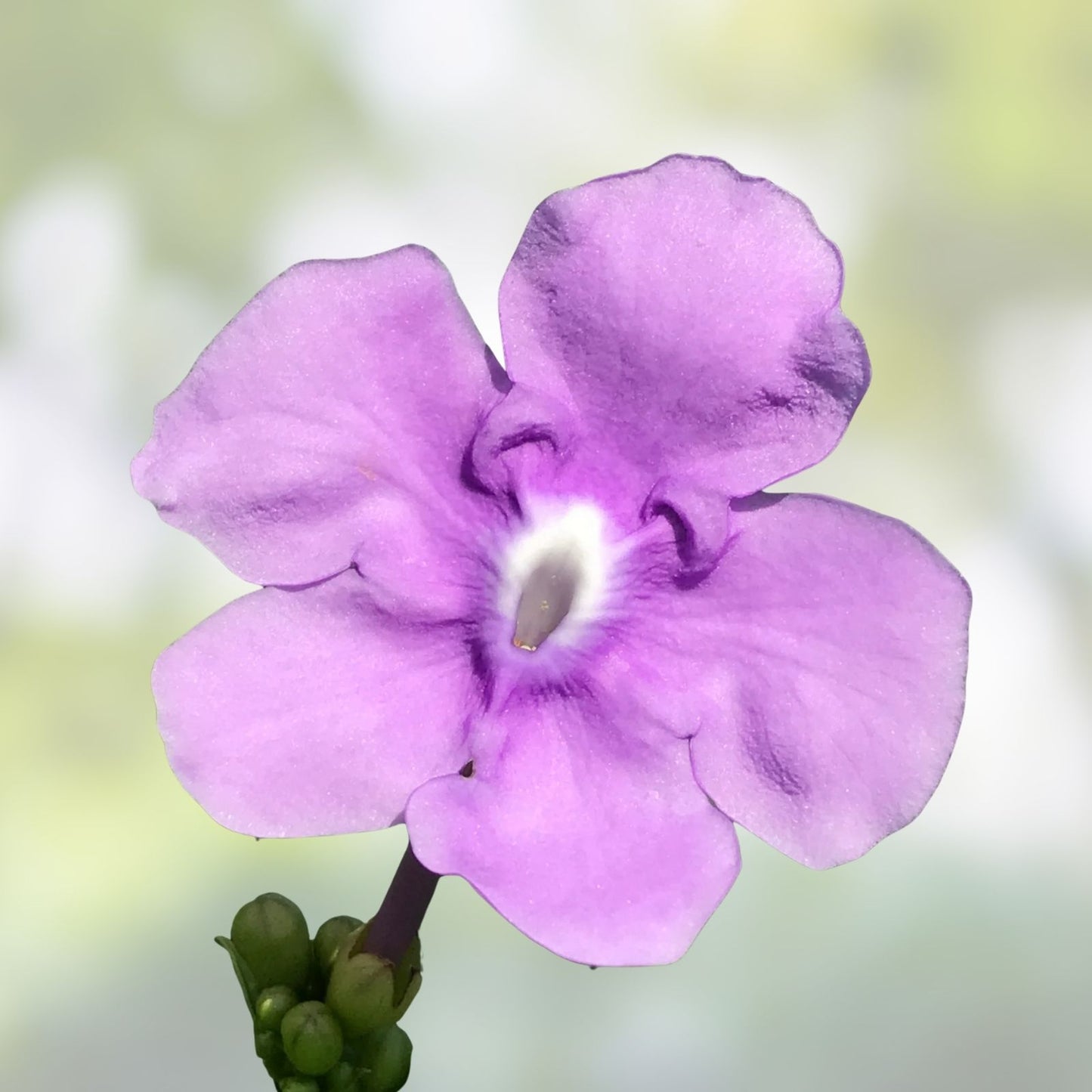 Brunfelsia grandiflora Cutting - Tropical Flowering Plant - Rare Garden Variety - Chiric Sanango - Authentic Tropical Plant