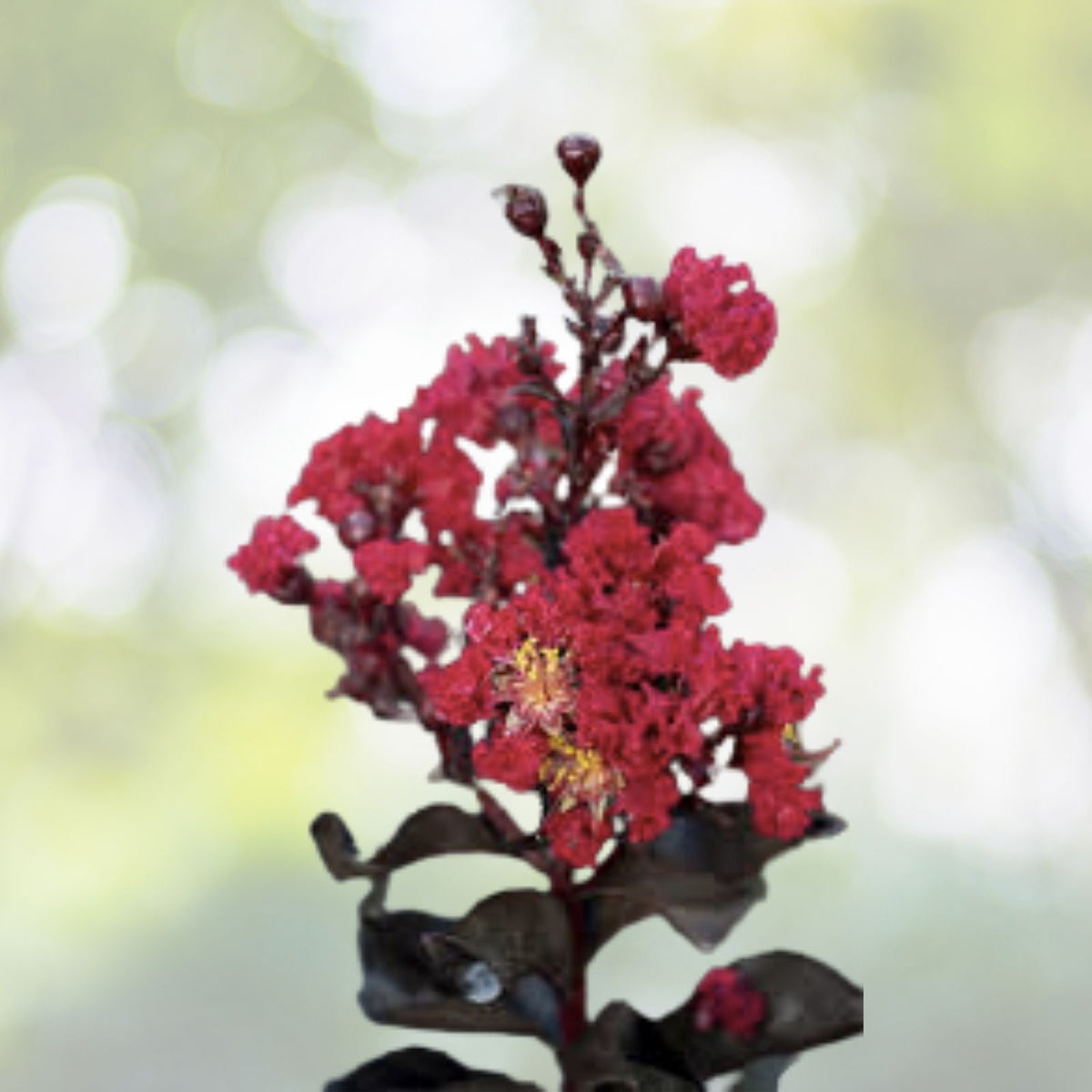 Crape Myrtle Tree Starter Plant 6" - Black Diamond "Red Hot" - Lagerstroemia indica - Dark Red Flowers, Black Foliage