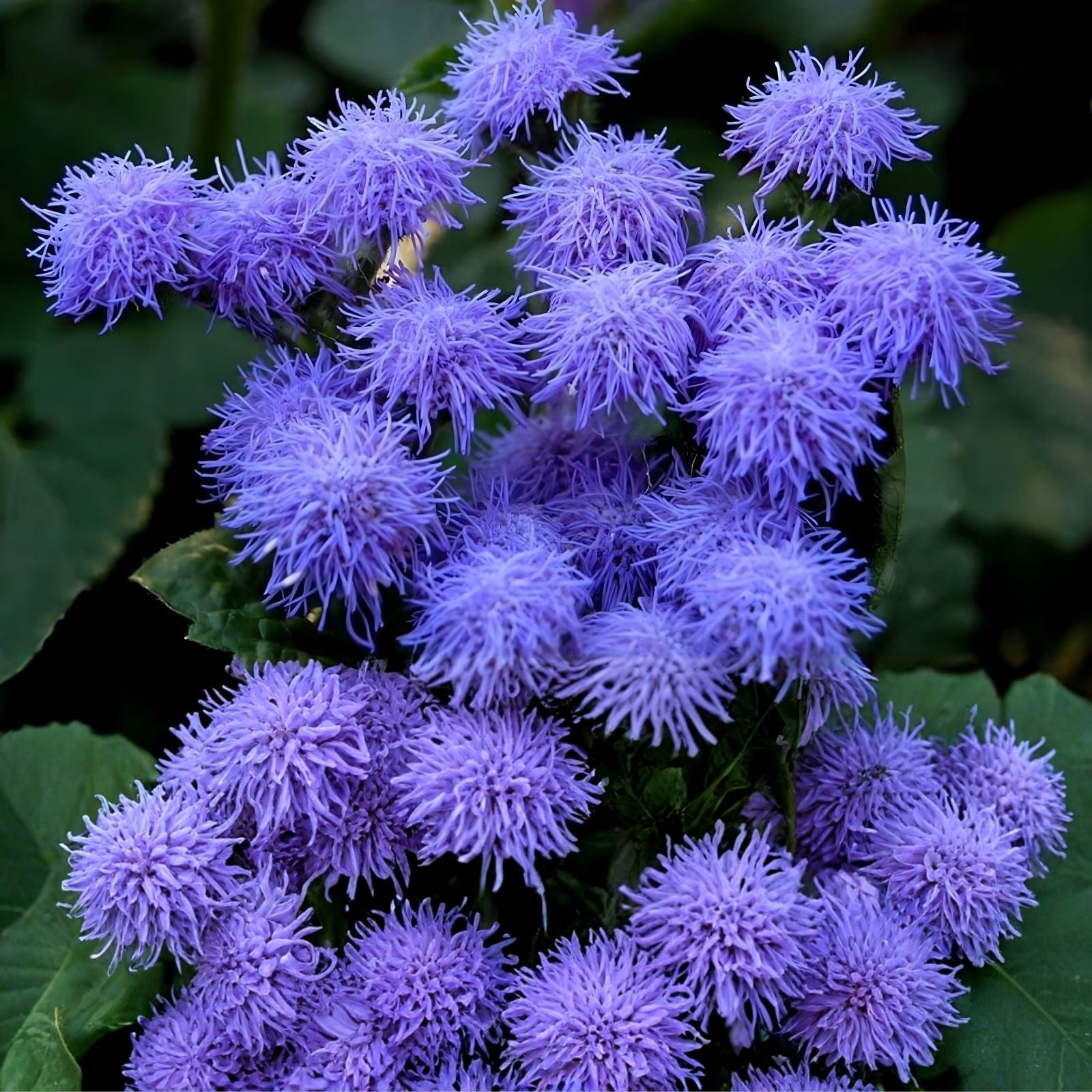 Ageratum Flower Seeds 1,000 Blue Planet Ageratum houstonianum for Planting, Blue, Ornamental Bedding Plants