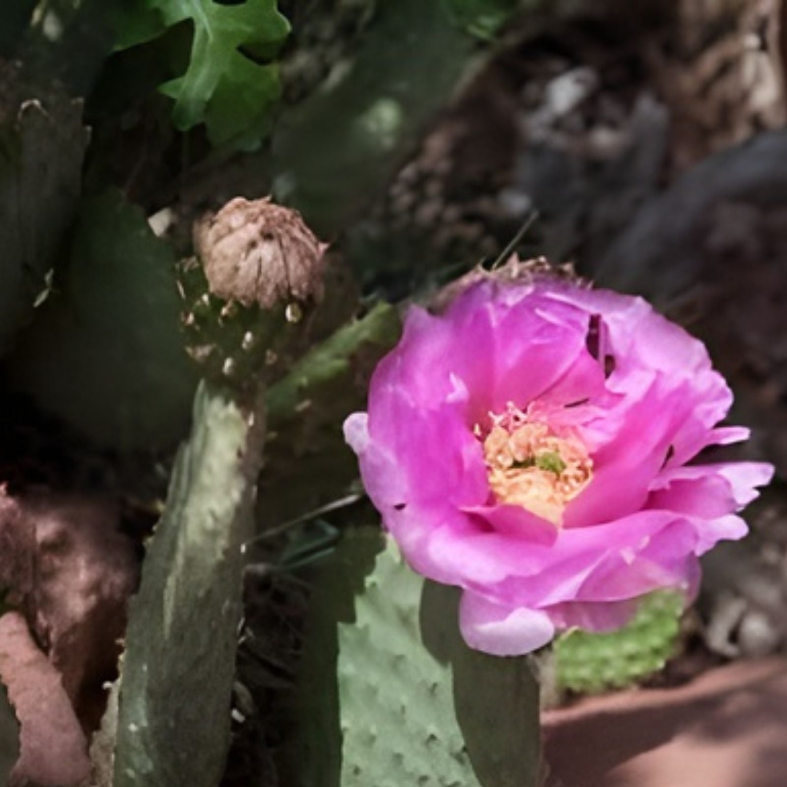 Beavertail Cactus 7.5" Pot | Opuntia basilaris | Drought-Tolerant Succulent Desert Plant