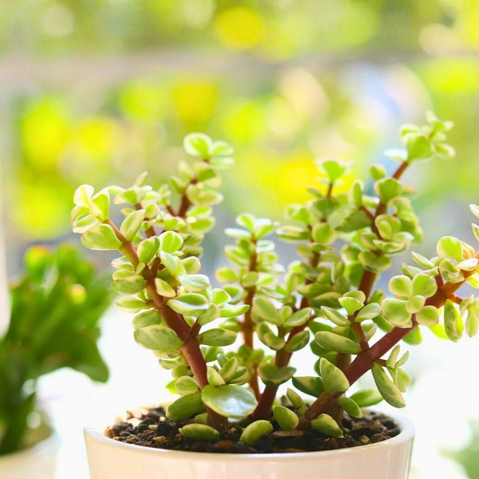 Fresh Elephant Bush Succulent Stems 5 Pack - Portulacaria Afra - Easy Care Indoor Outdoor Plant