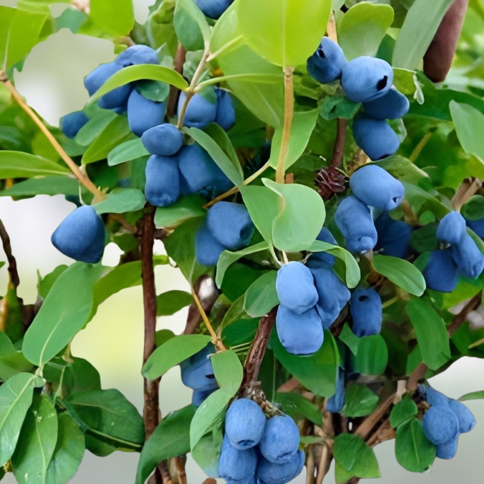 Honeyberry Cuttings 8 pcs 4-8" Giant Blue Boreal Moose Lonicera caerulea Berry Plant Propagation