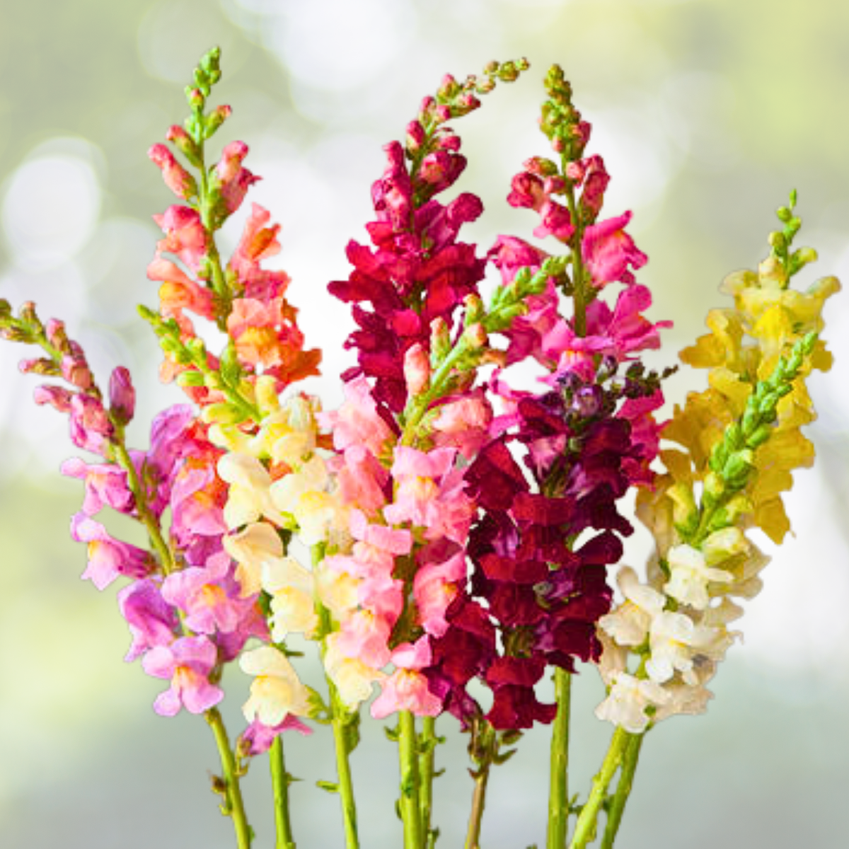 Snapdragon Seeds Rainbow Mix Non-GMO 2000 Count Hummingbird Attracting Flowers (Antirrhinum majus)
