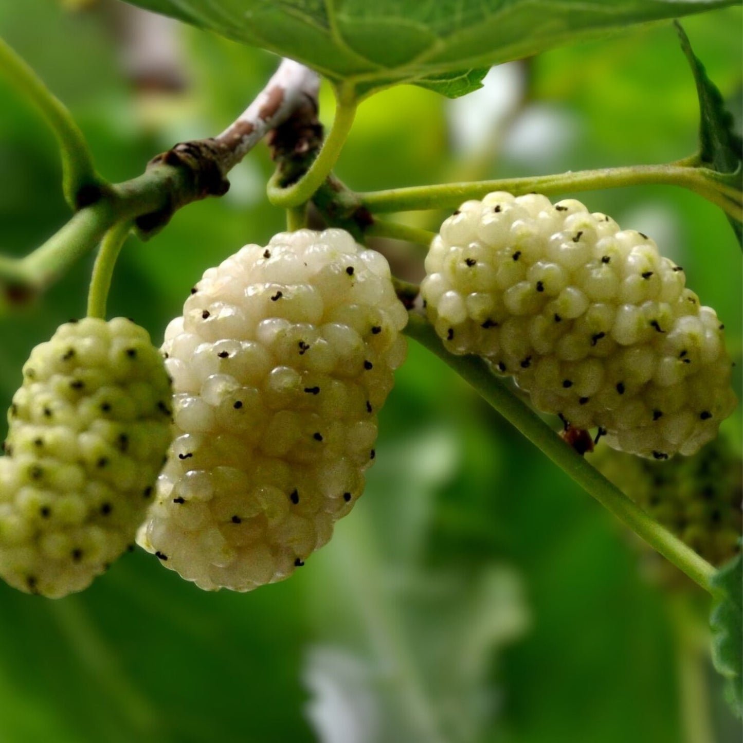 White Mulberry Cuttings 6-8" Organic Morus alba Cold Hardy Tree - 10 Pack, Fruit Bearing, Fast Growing, Live Plant Material