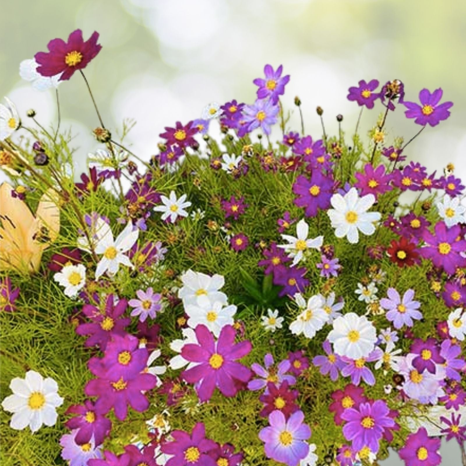 Dwarf Cosmos Seeds Mix - Colorful Mexican Aster Flowers - Cosmos bipinnatus - 100+ Seeds for Vibrant Garden