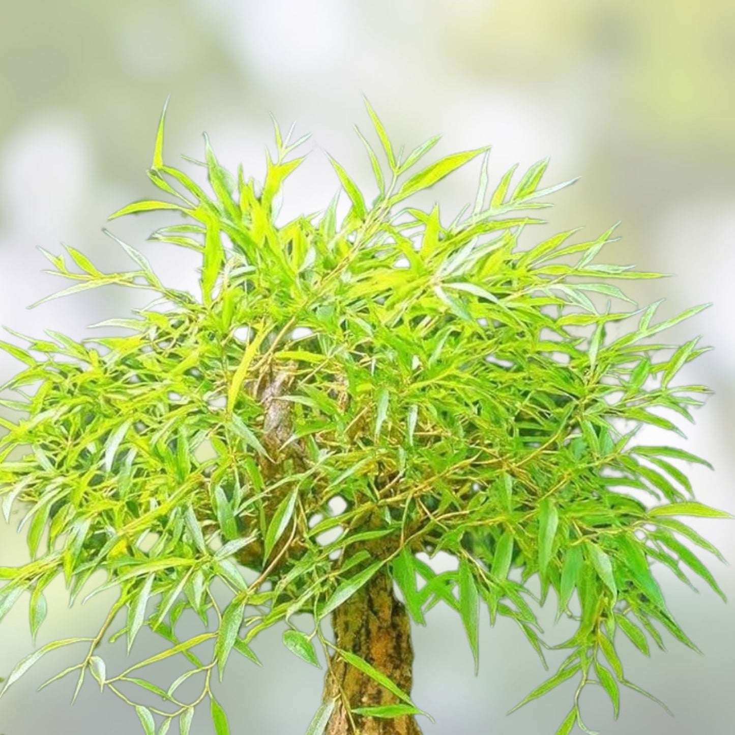 Bonsai Tree Cutting - Large Globe Willow with Thick Trunk - Salix Babylonica - Live Plant for Bonsai Cultivation