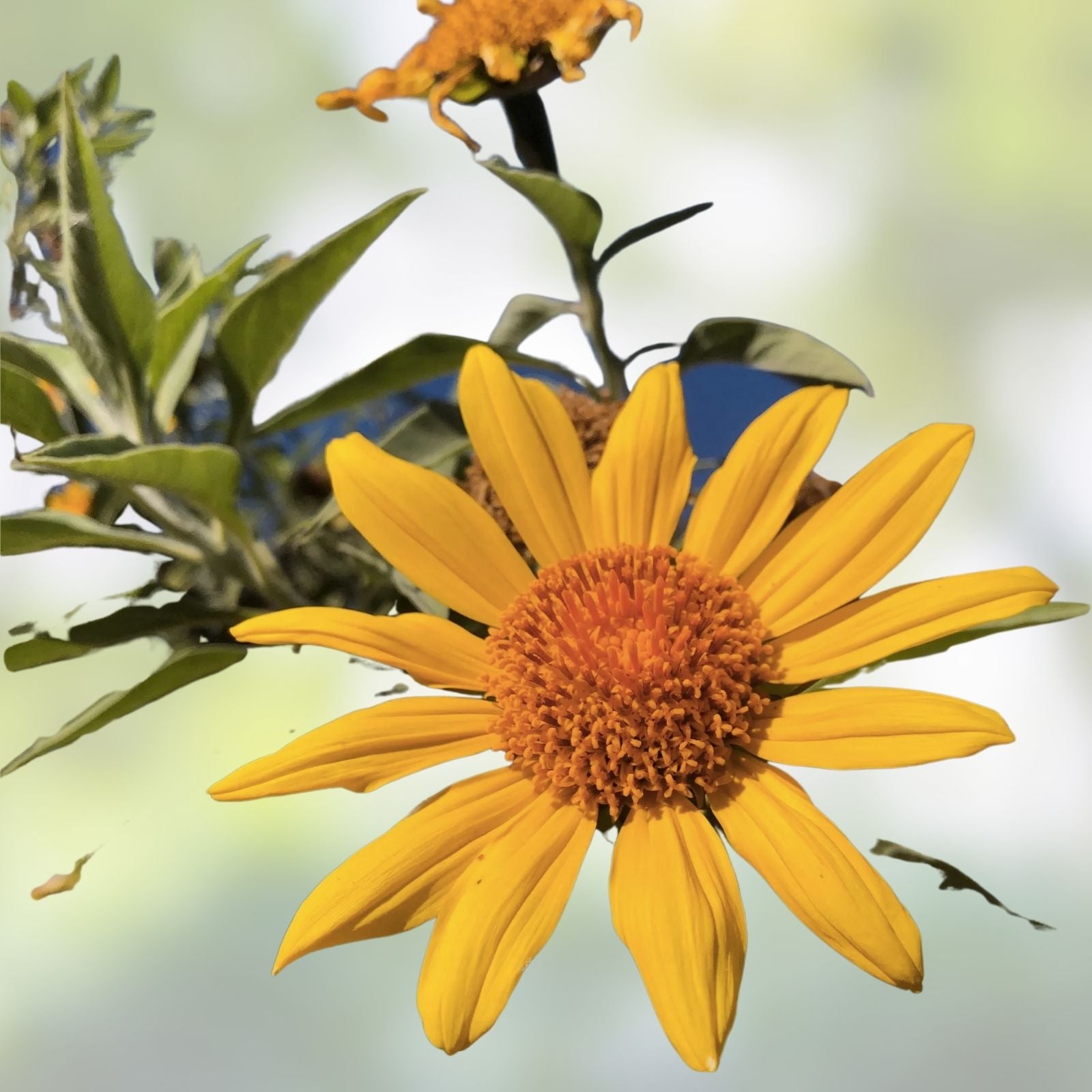 Organic Mexican Sunflower Cuttings - Tithonia Diversifolia - 5 Healthy Plants for Garden or Container Cultivation