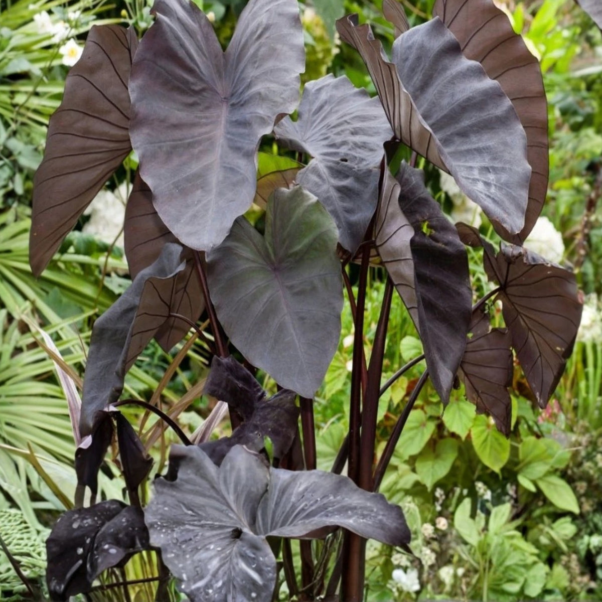 Colocasia ‘Black Magic’ Live Plant - Dark Elephant Ear - Black Foliage - Colocasia esculenta