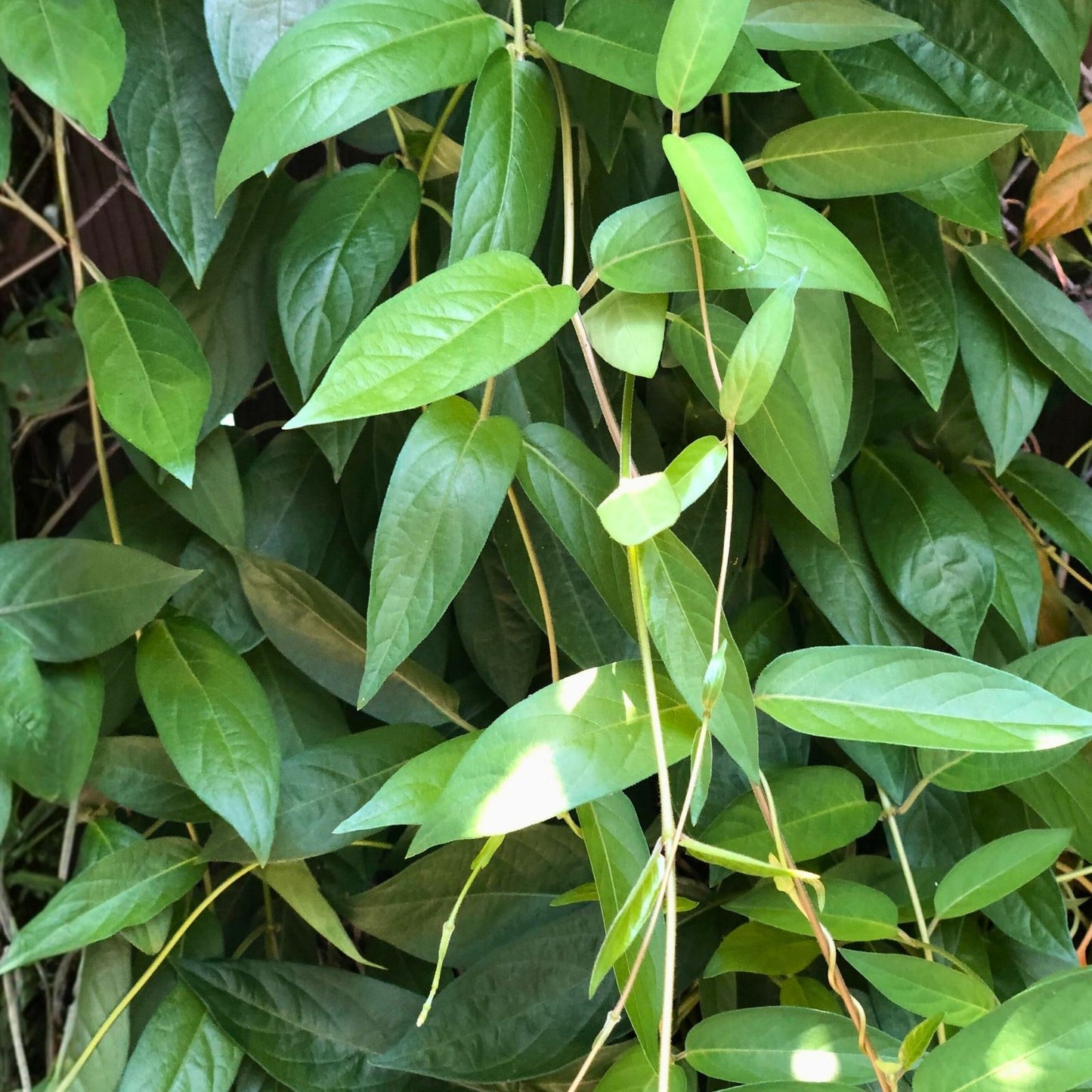 Skunk Vine Fresh Cuttings - 5 Pueraria phaseoloides Climbing Plant for Garden and Landscaping