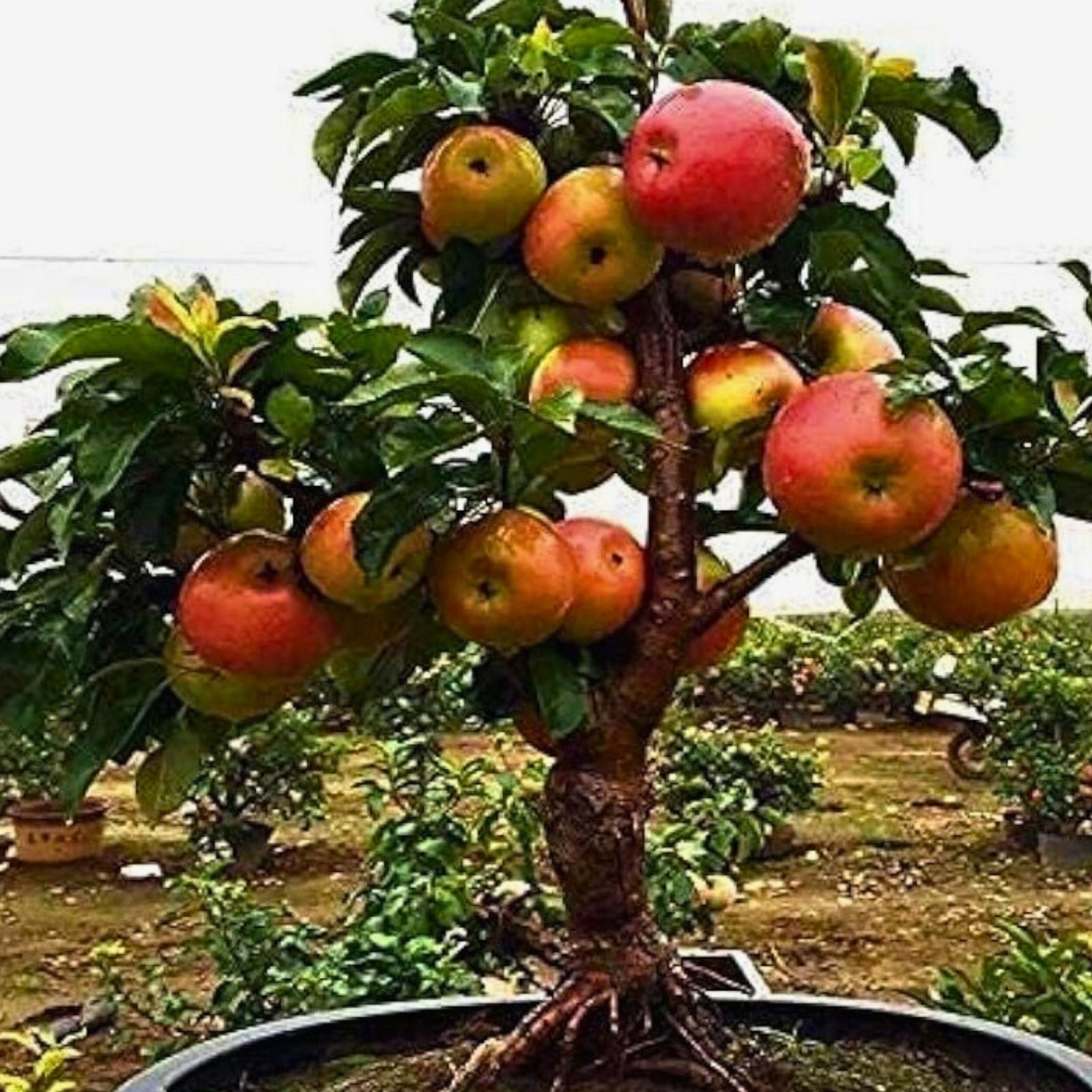 Bonsai Apple Tree Seeds 15 Pack - Indoor Fruit Tree - Malus domestica - Miniature Tree for Gardening and Growing