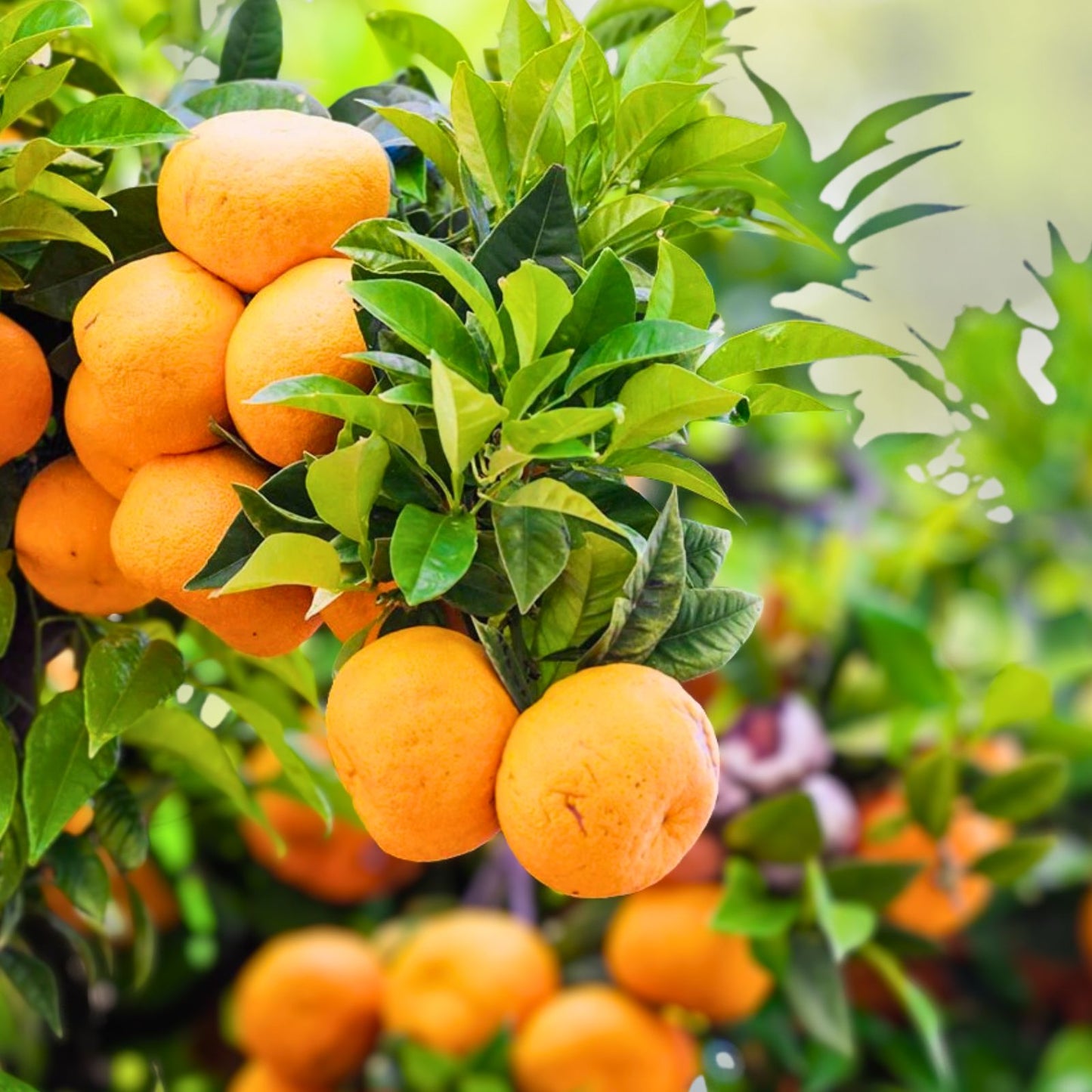 Grafted Ponkan Mandarin Tree 5 Gallon - Fruiting Citrus Tree - Citrus reticulata - No Shipping to California