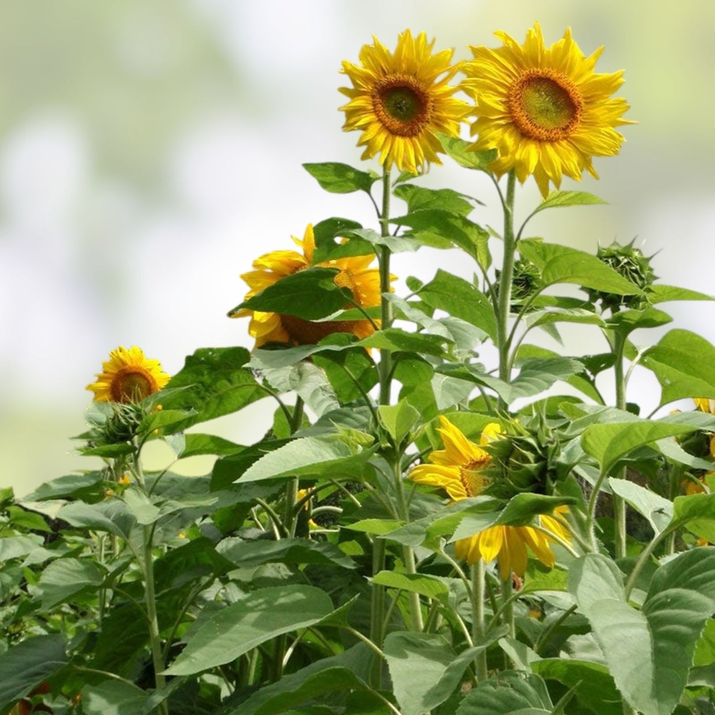 Mammoth Grey Stripe Sunflower Seeds 25+ Helianthus annuus Ornamental Flower Seeds for Planting Gardening